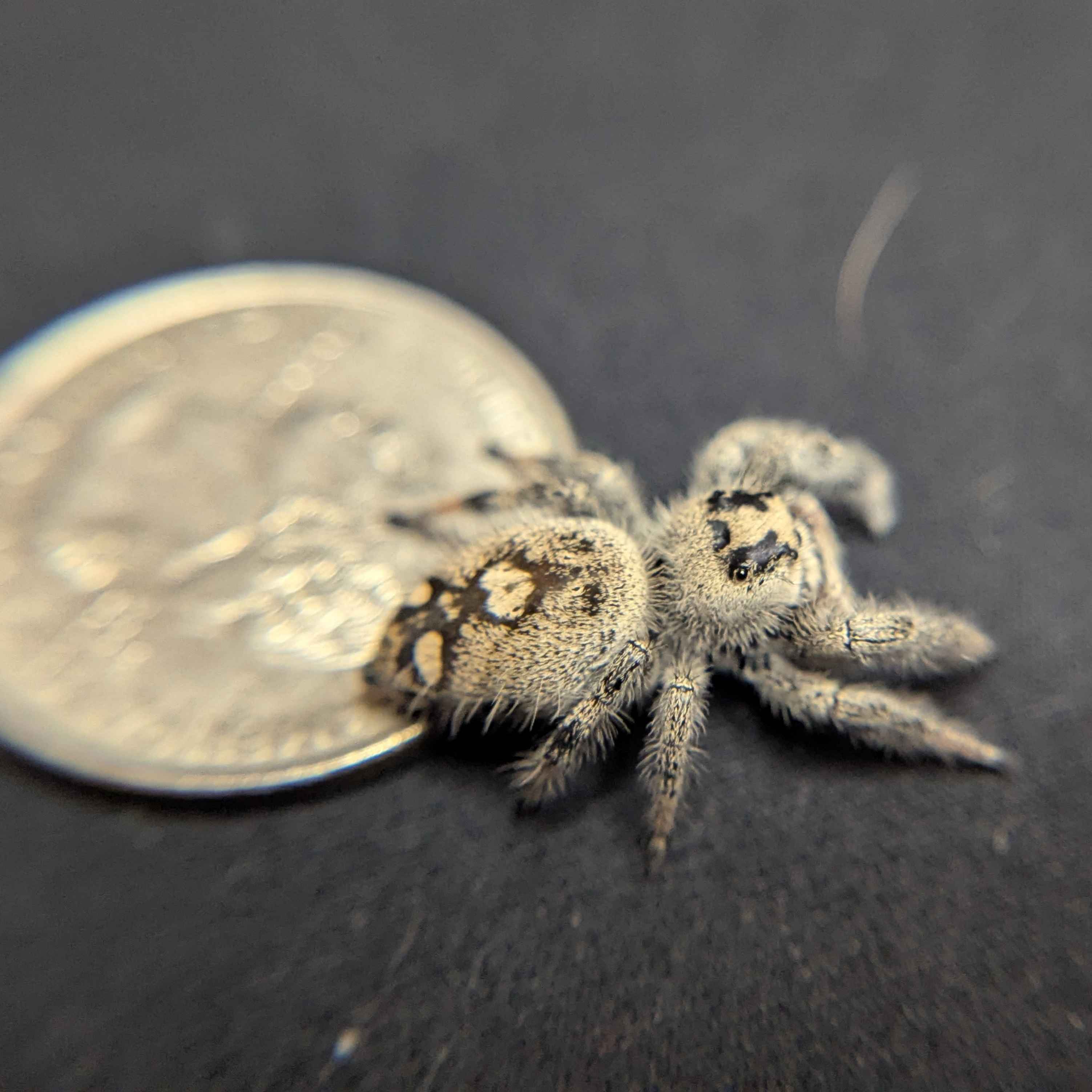 Regal Jumping Spider "Rosie"