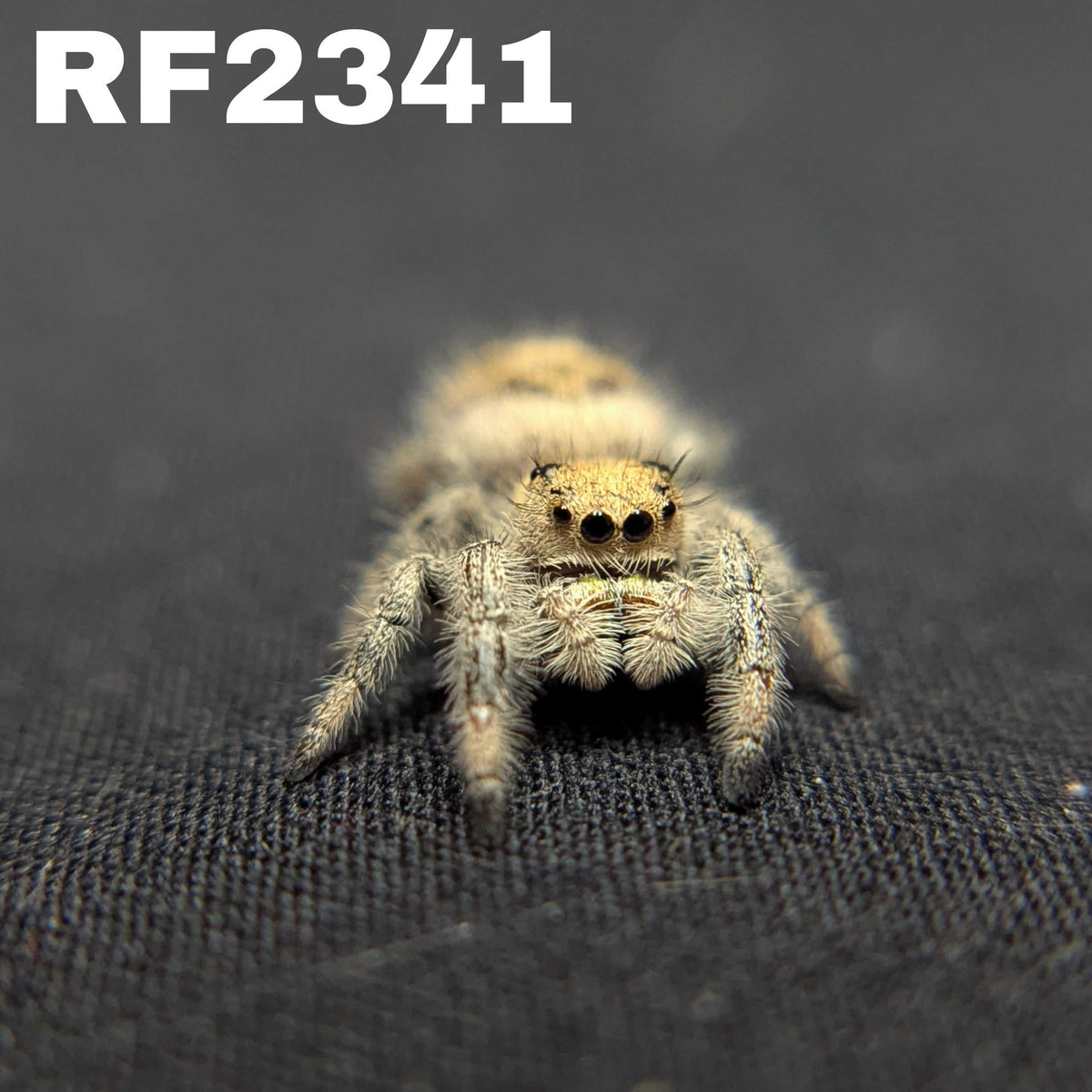 Regal Jumping Spider "Baguette"