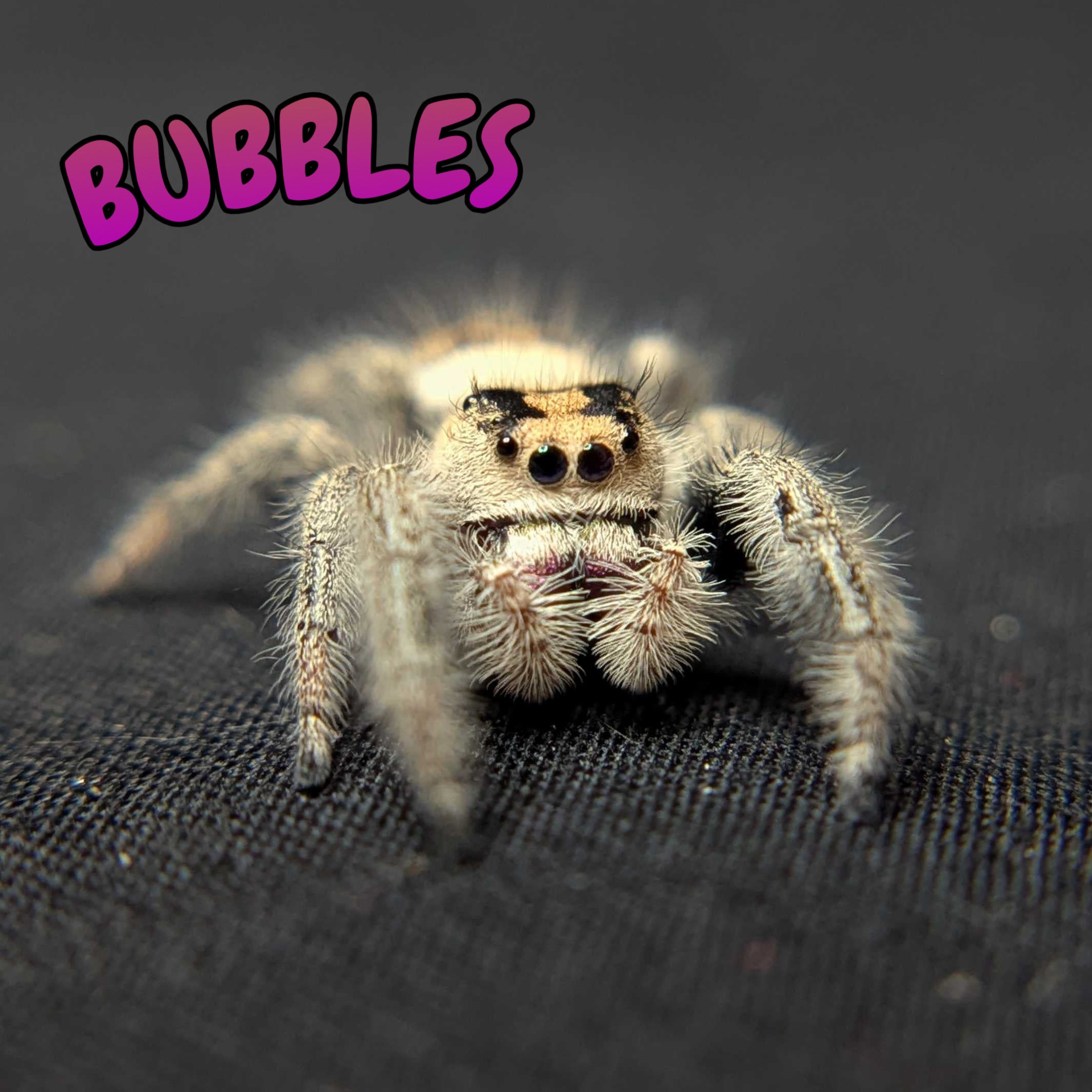 Regal Jumping Spider "Bubbles"