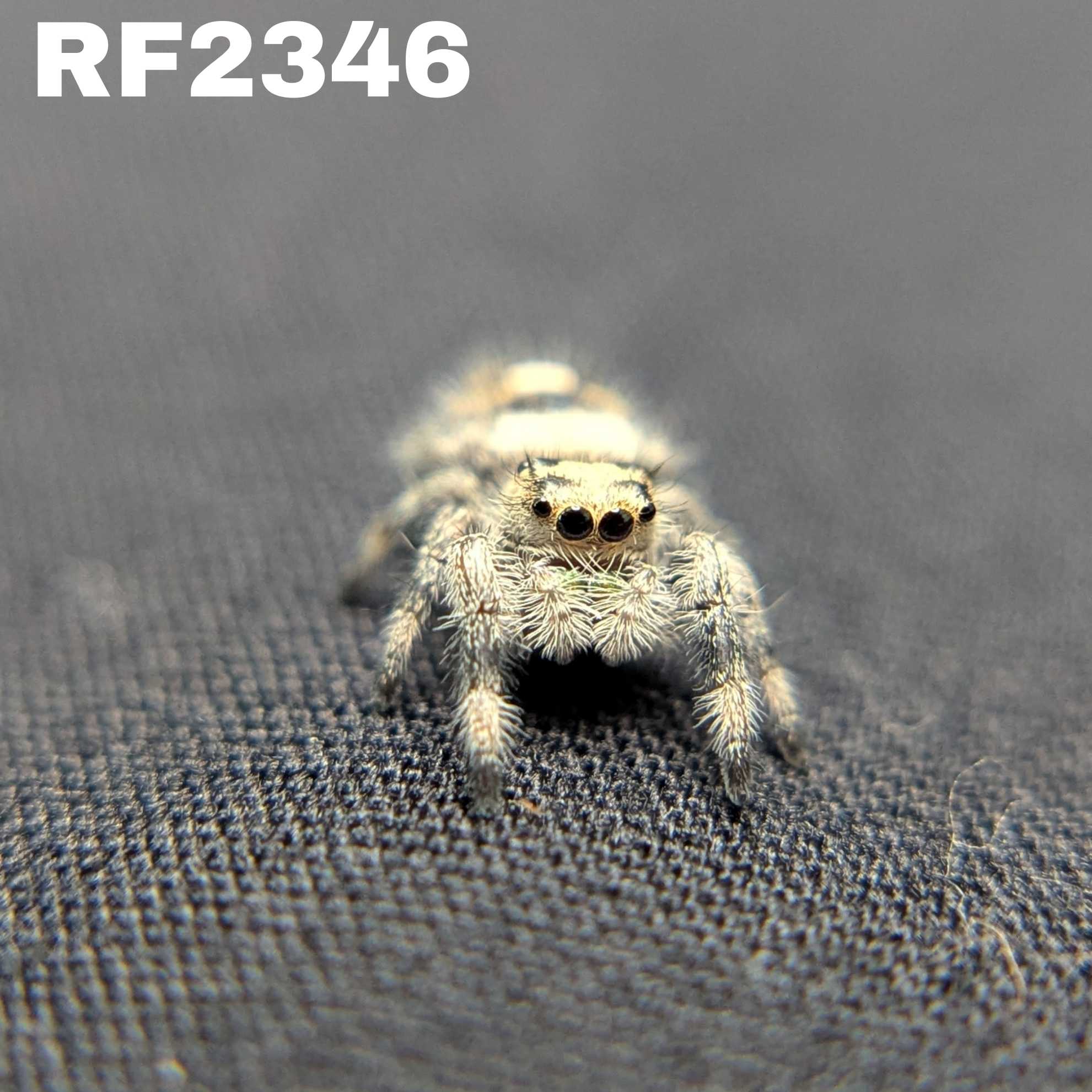 Regal Jumping Spider "Oatmeal"