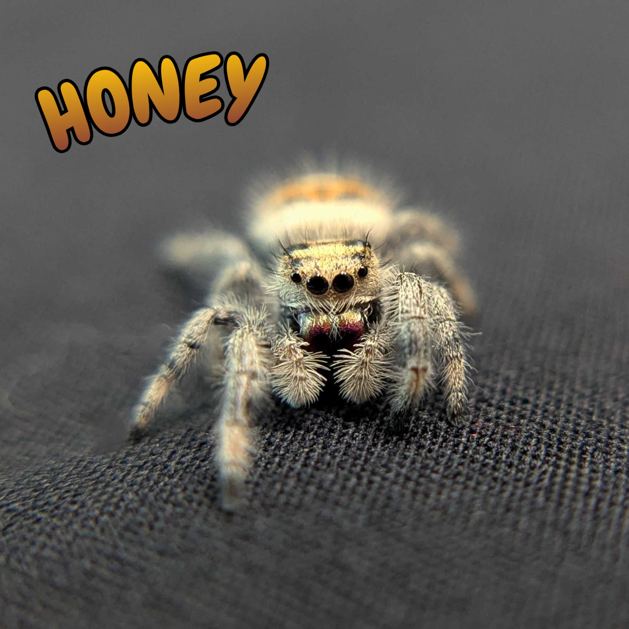 Regal Jumping Spider "Honey"