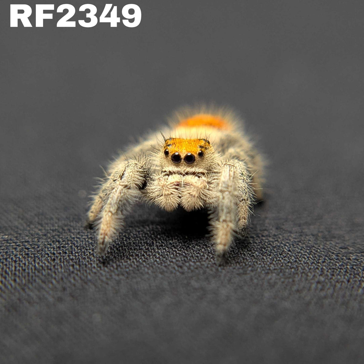 Regal Jumping Spider "Fireball"