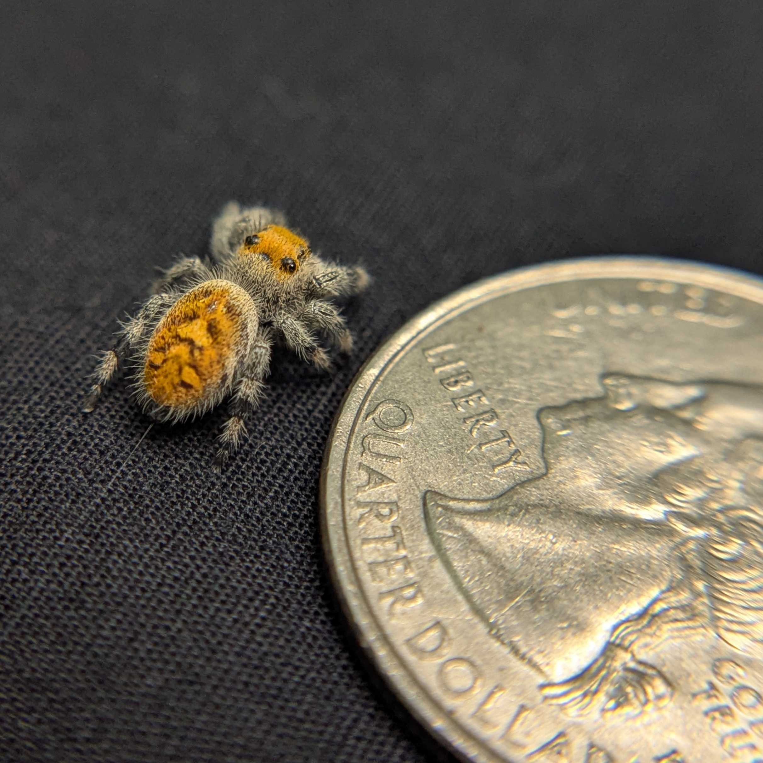Regal Jumping Spider "Fire"