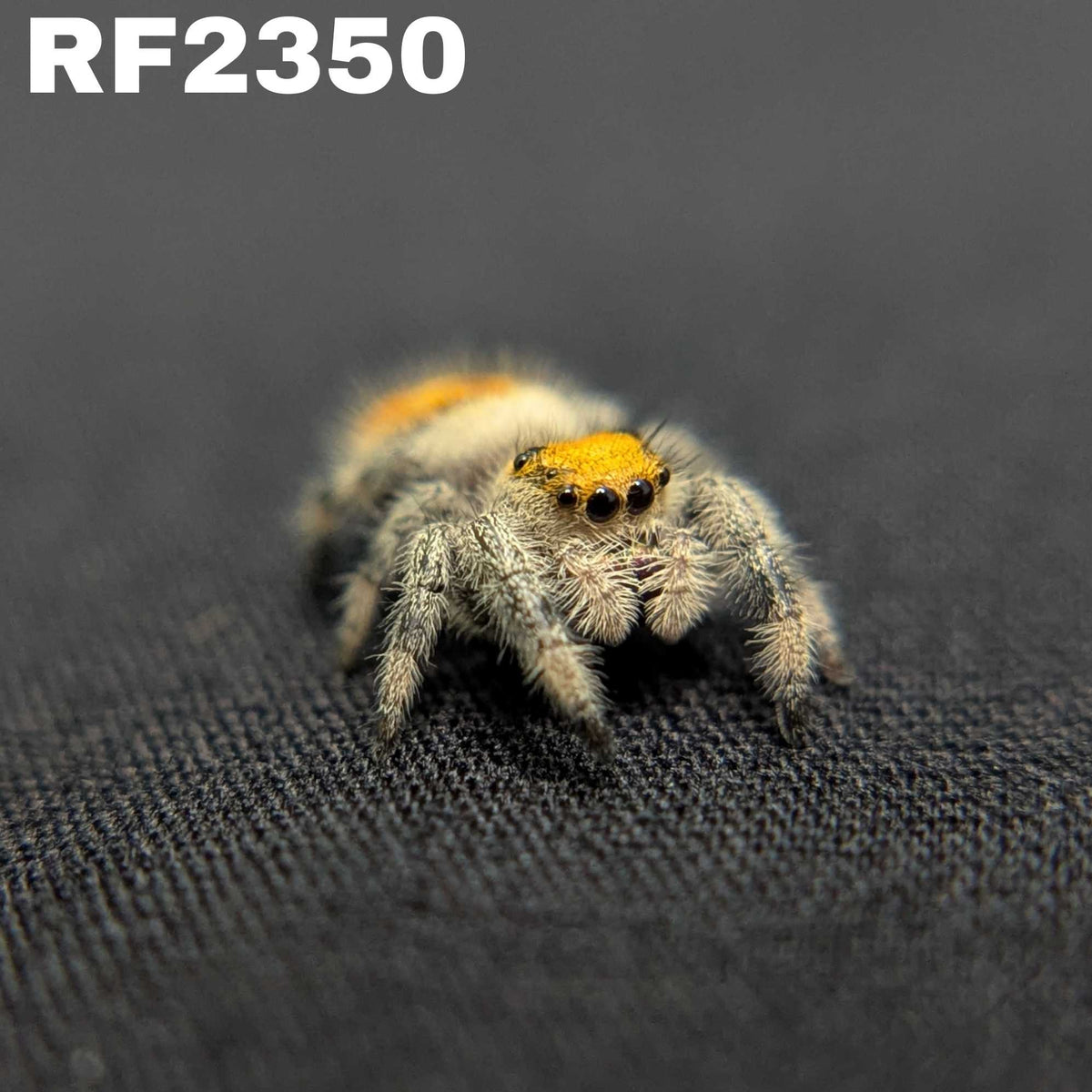 Regal Jumping Spider "Fire"