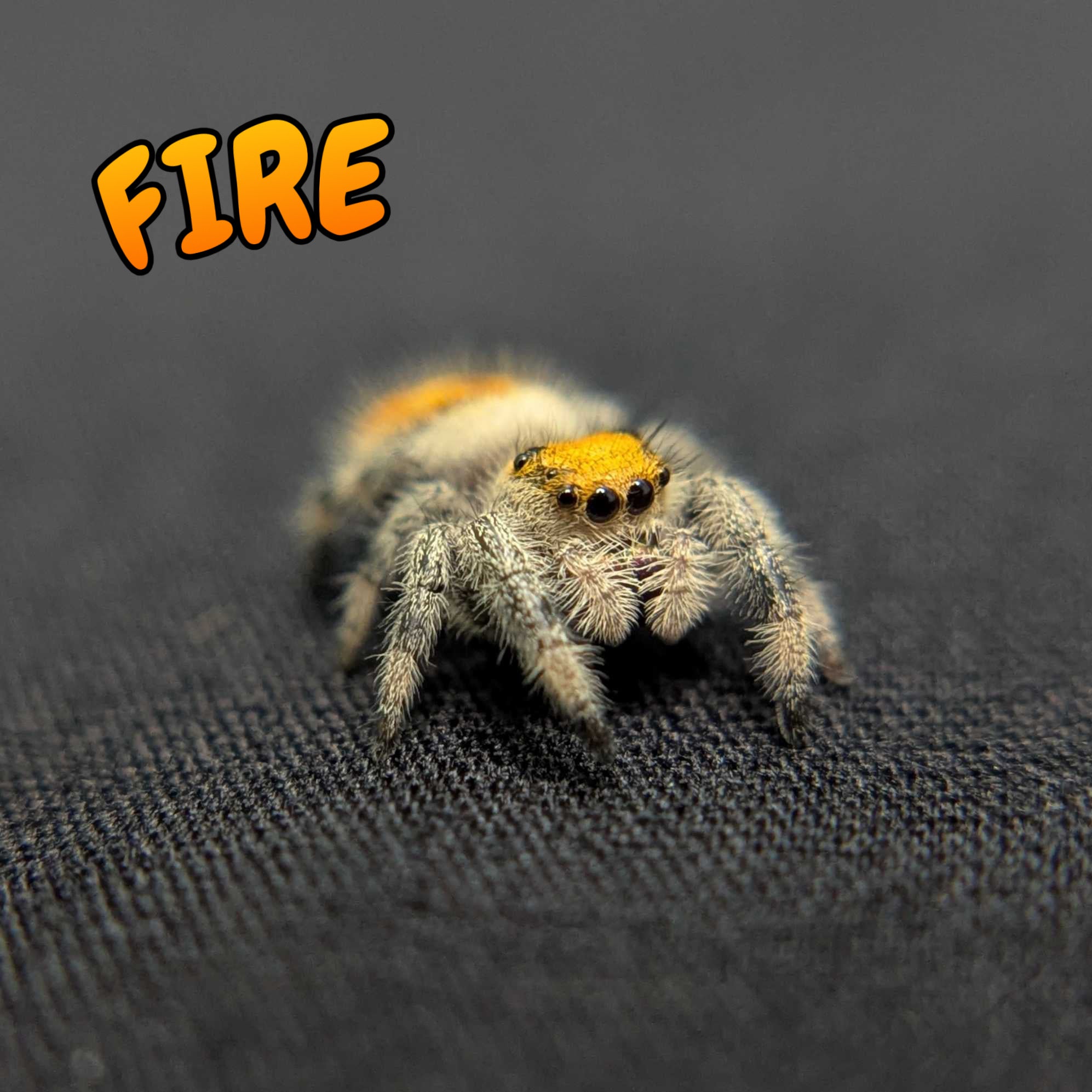 Regal Jumping Spider "Fire"