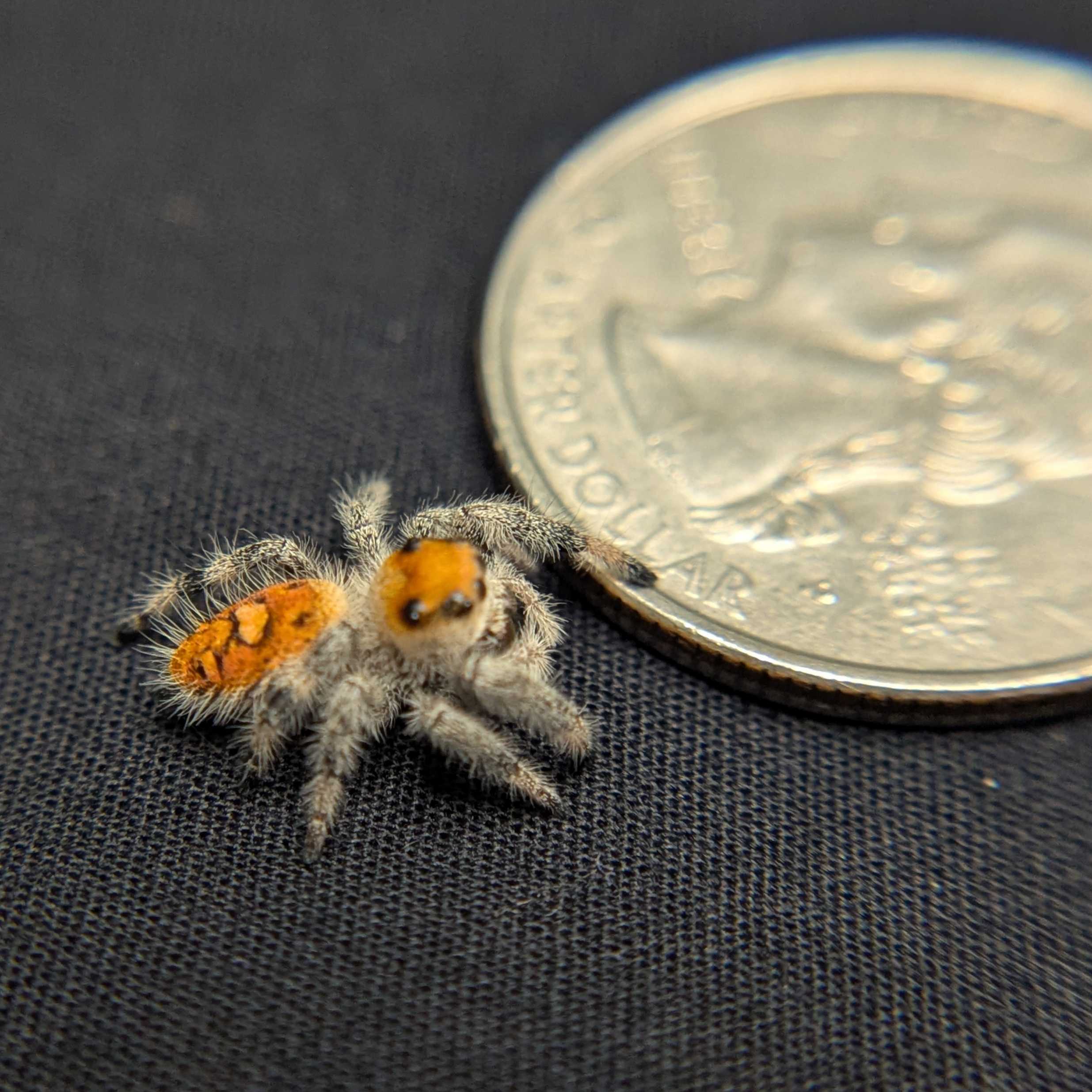 Regal Jumping Spider “Bonfire”