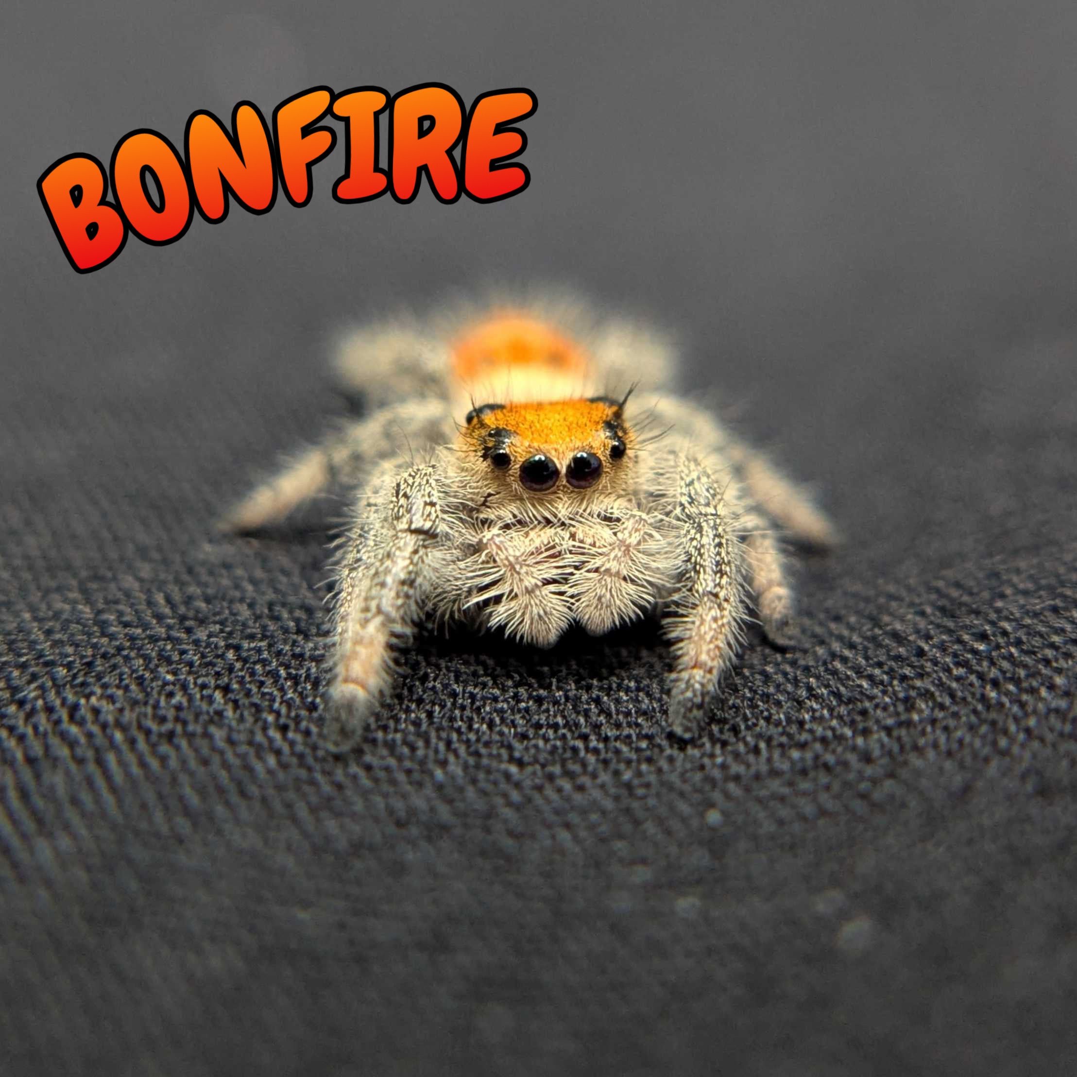 Regal Jumping Spider “Bonfire”