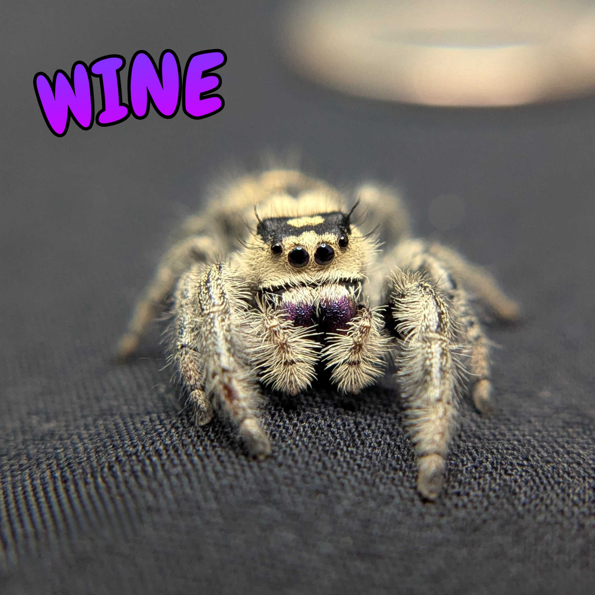 Regal Jumping Spider "Wine"