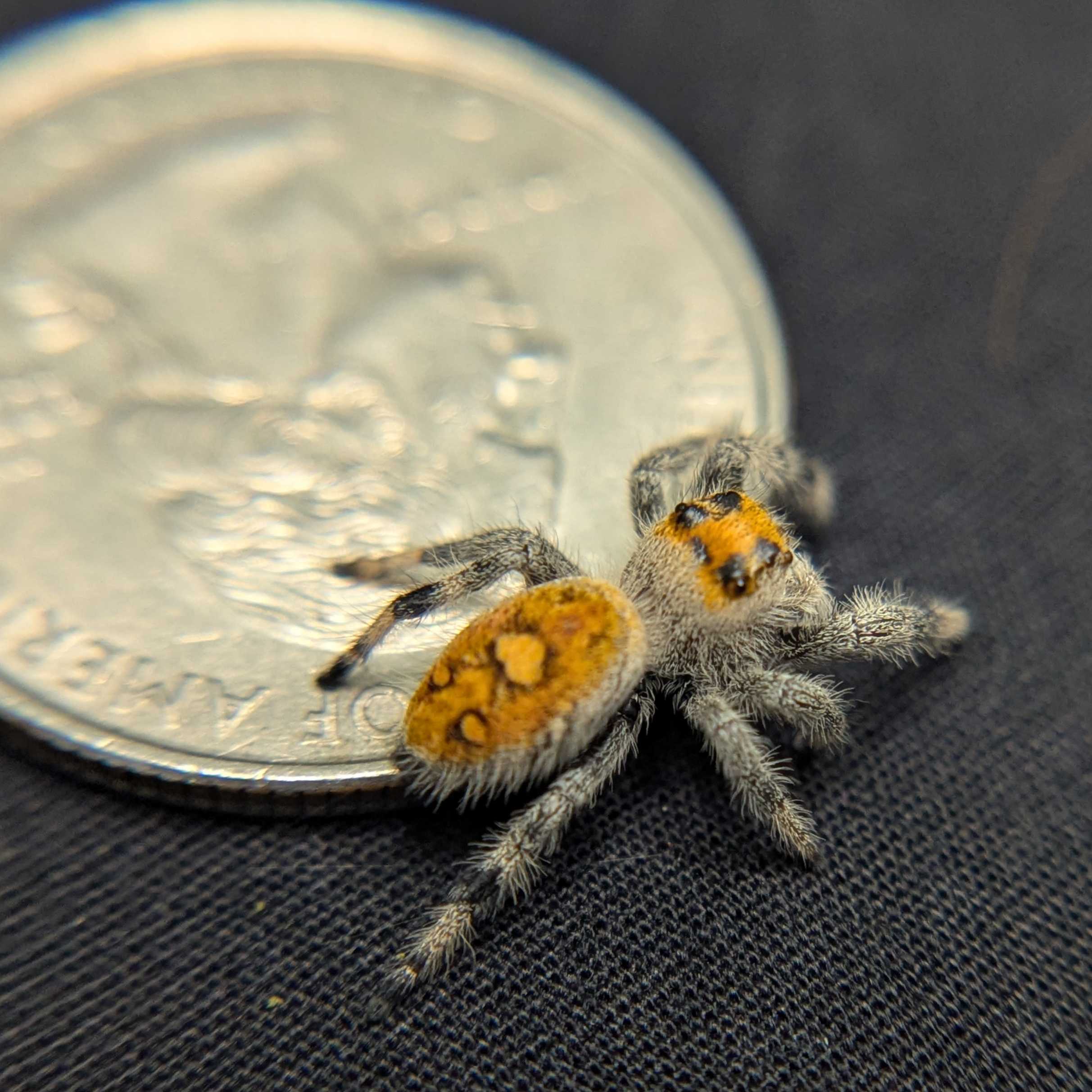 Regal Jumping Spider "Yam"