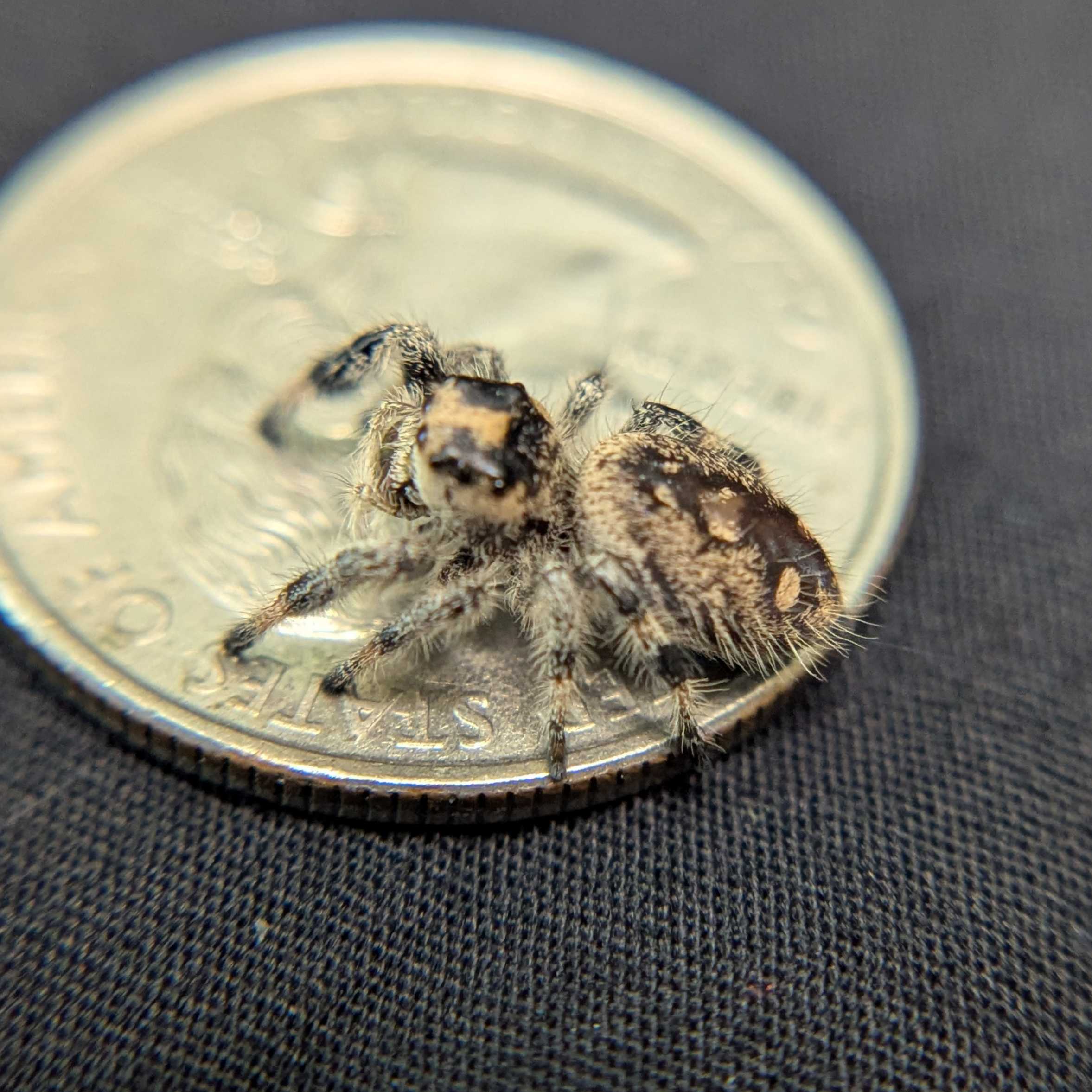 Regal Jumping Spider “Amber”