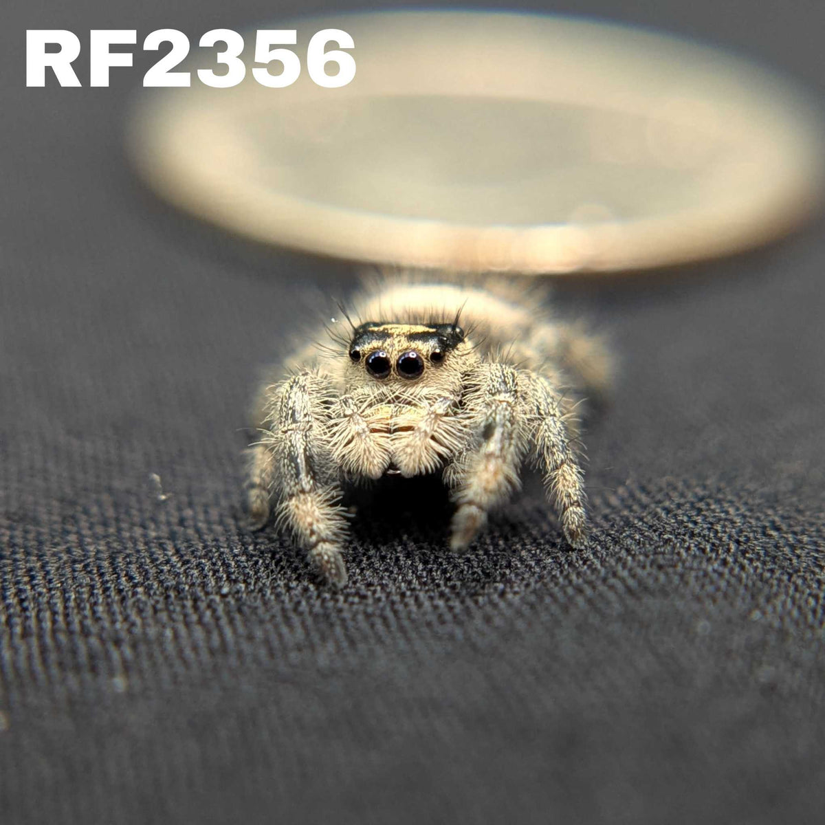 Regal Jumping Spider "Beth"