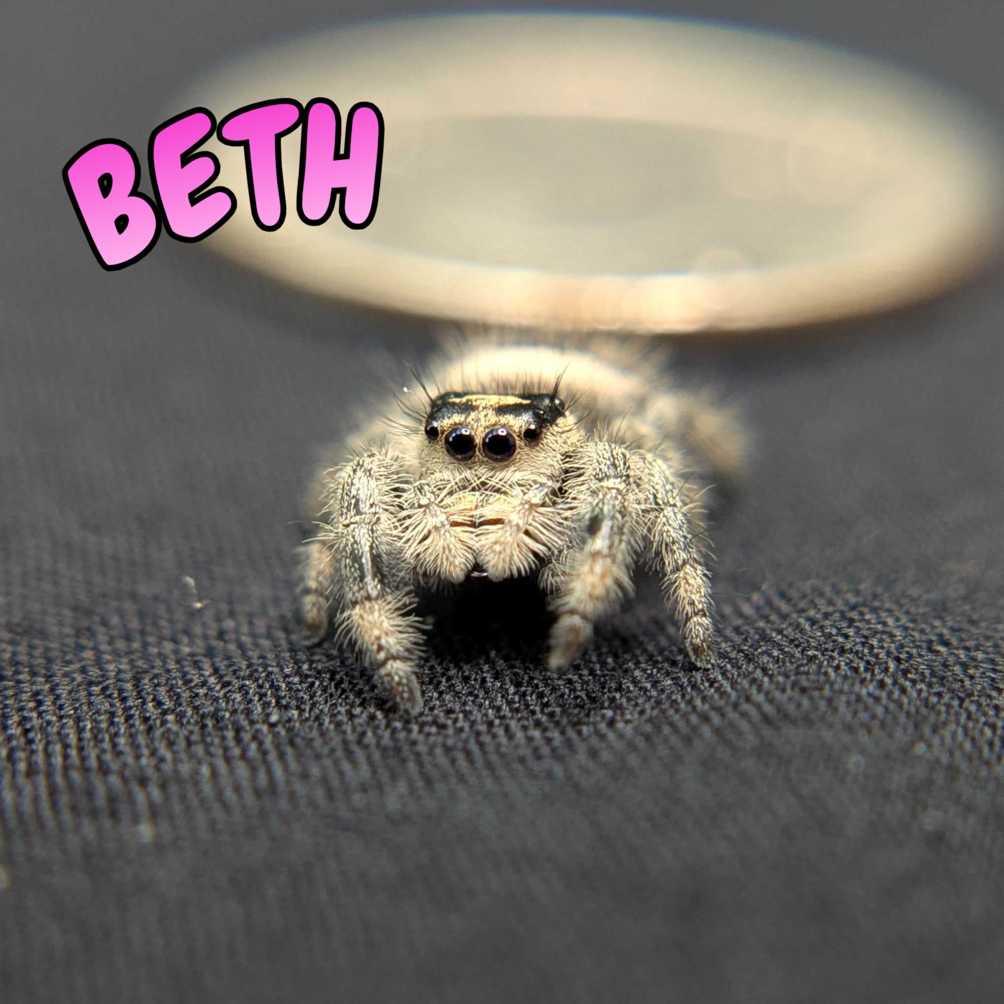 Regal Jumping Spider "Beth"