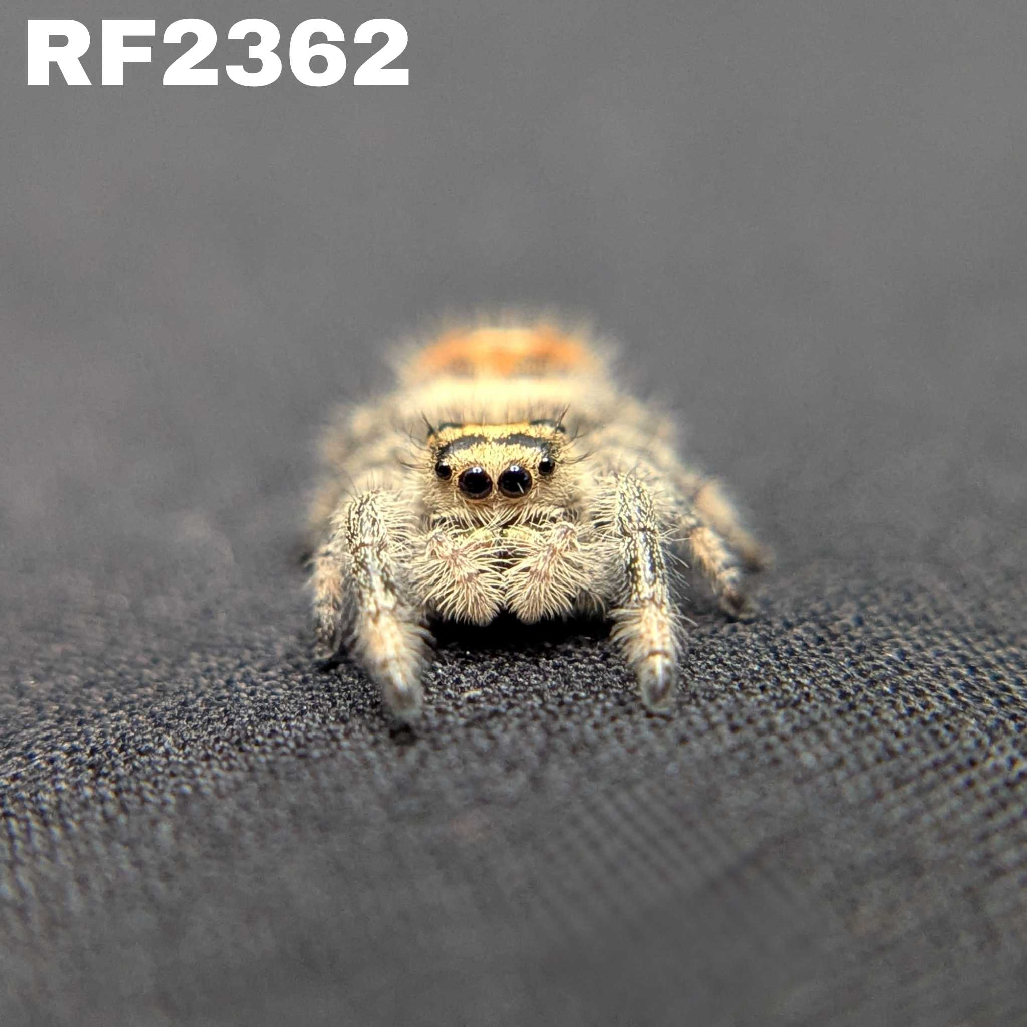 Regal Jumping Spider “Cider Grove”