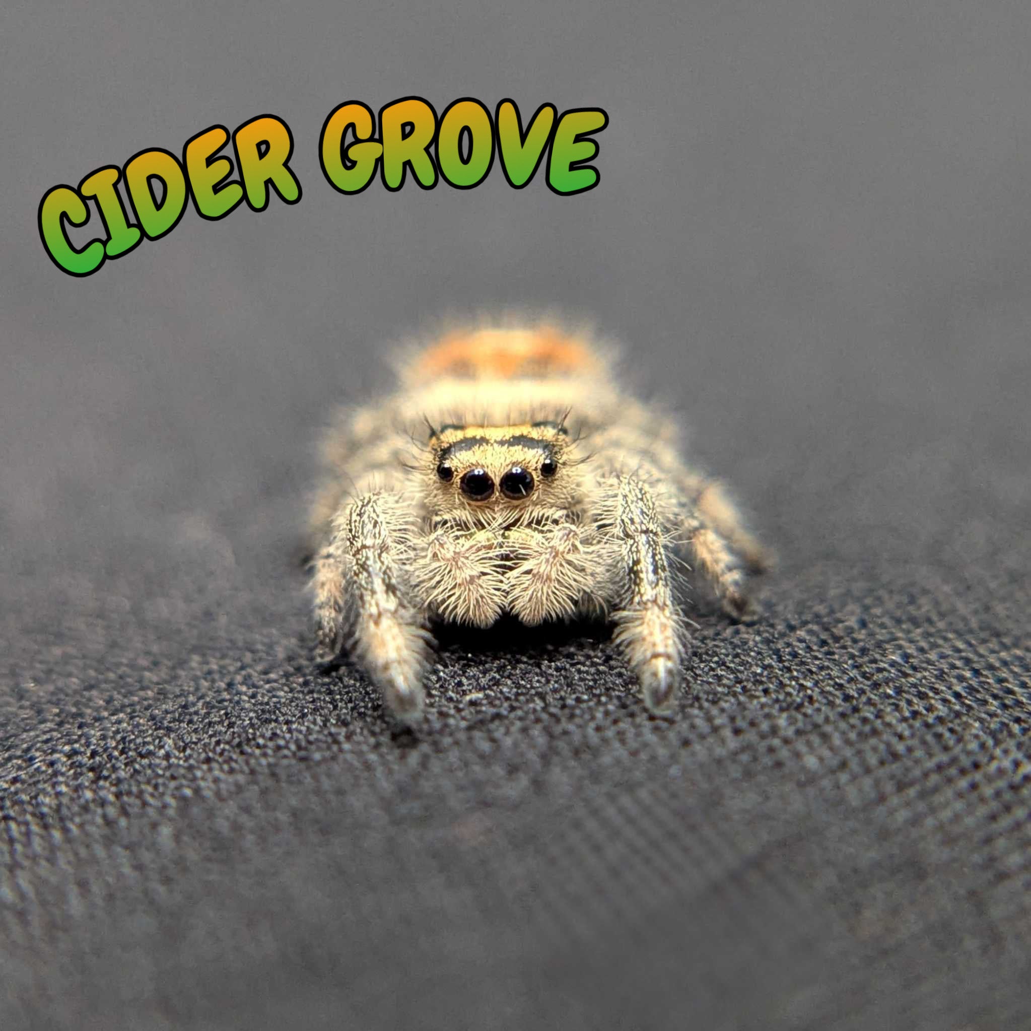 Regal Jumping Spider “Cider Grove”