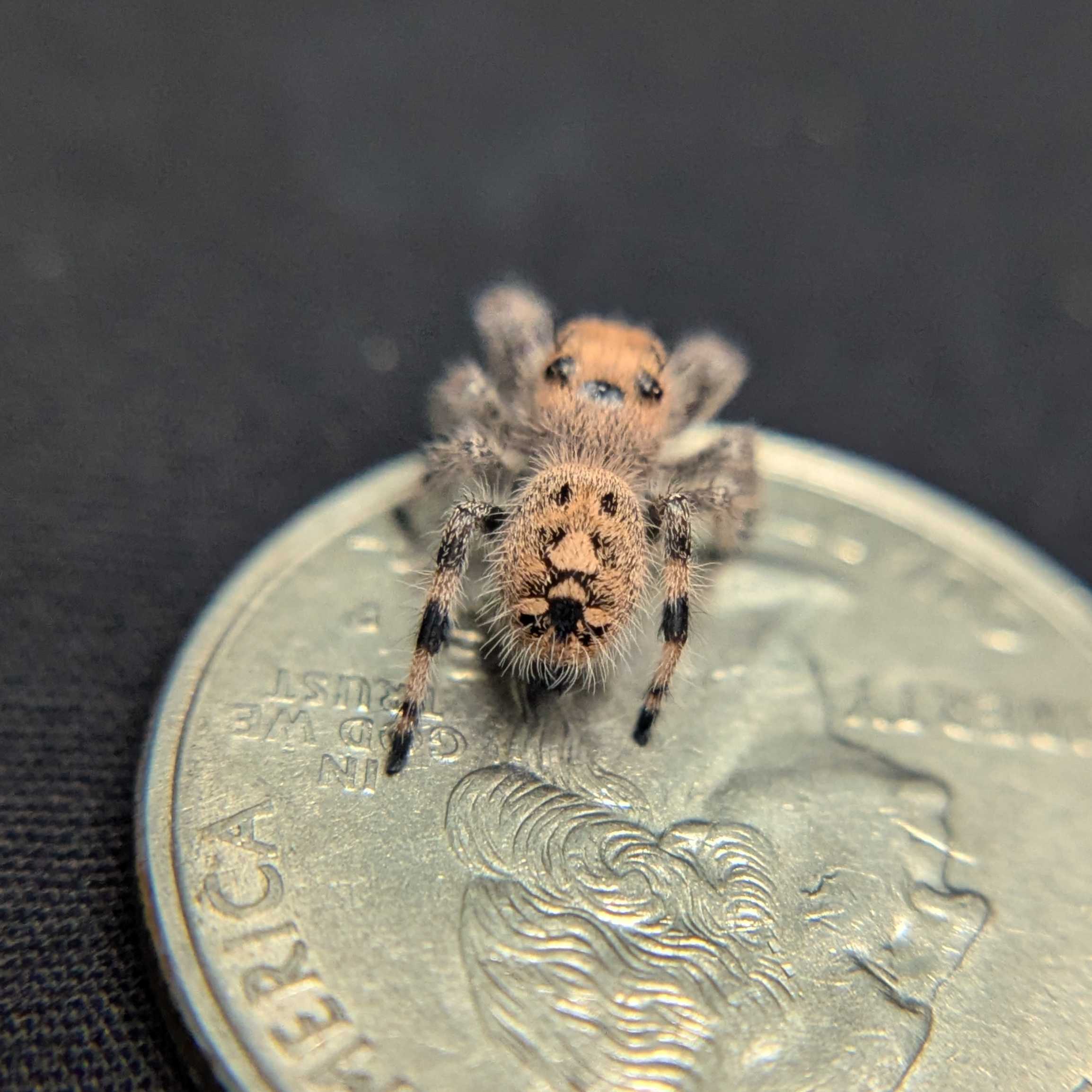 Regal Jumping Spider "Pecan"