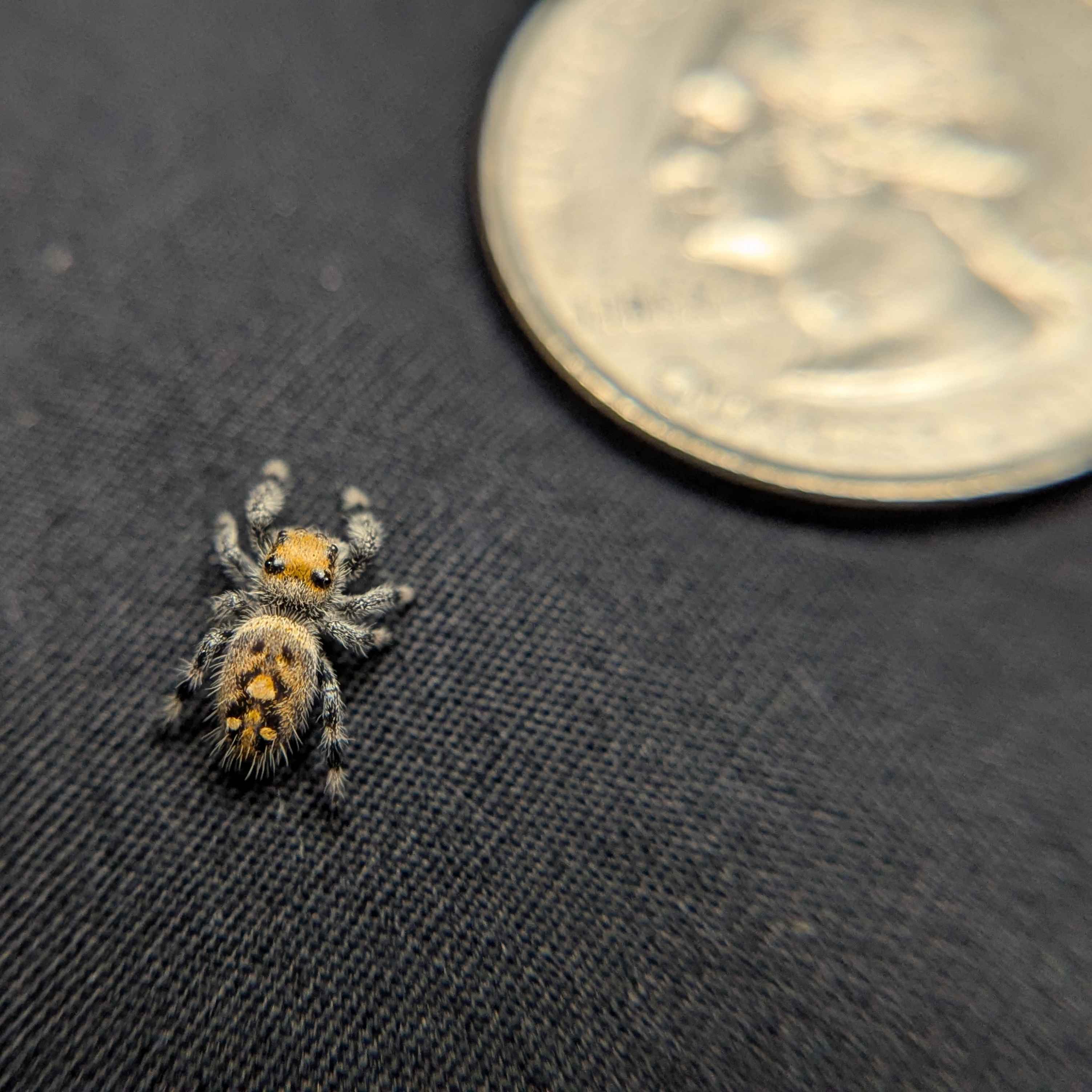 Regal Jumping Spider "Bell"