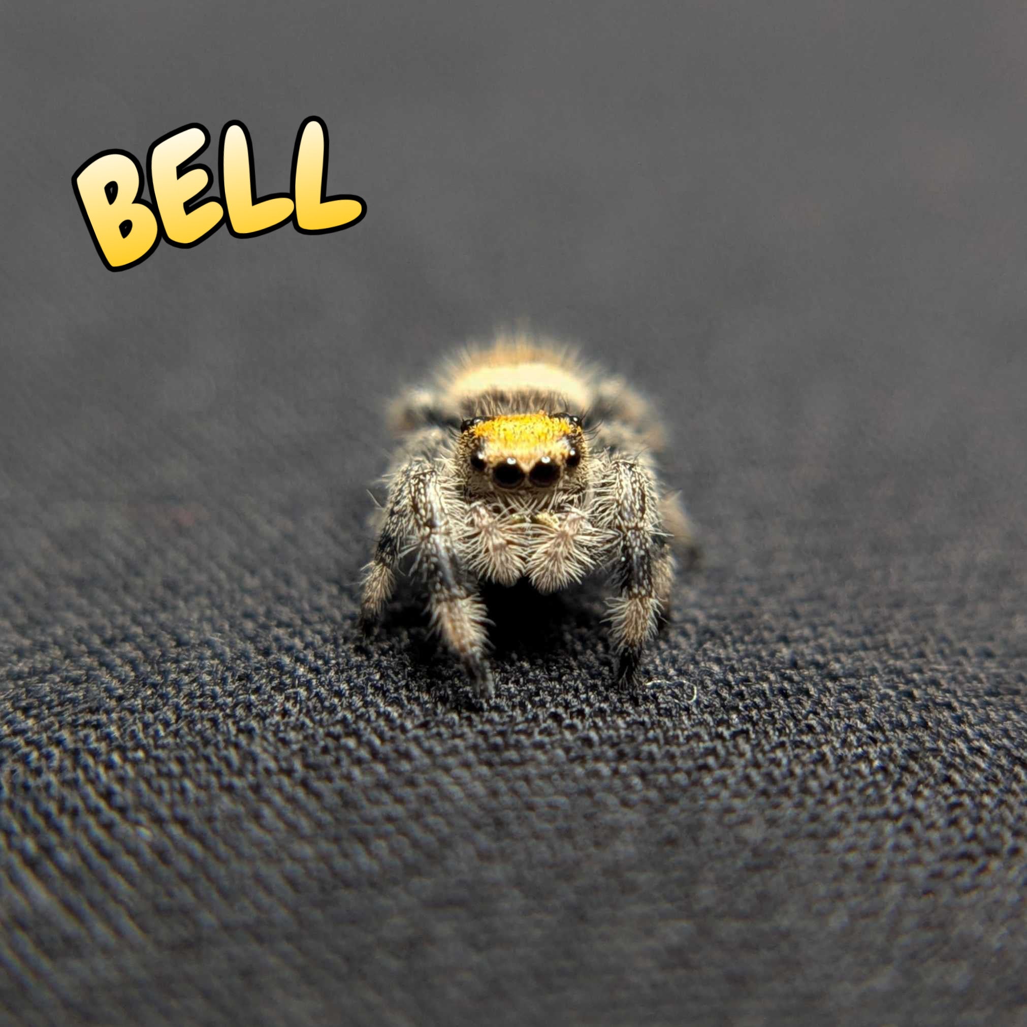 Regal Jumping Spider "Bell"