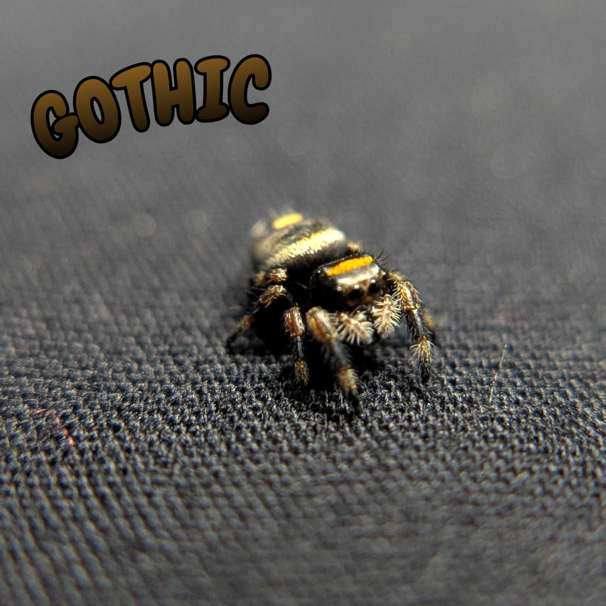 Regal Jumping Spider "Gothic"