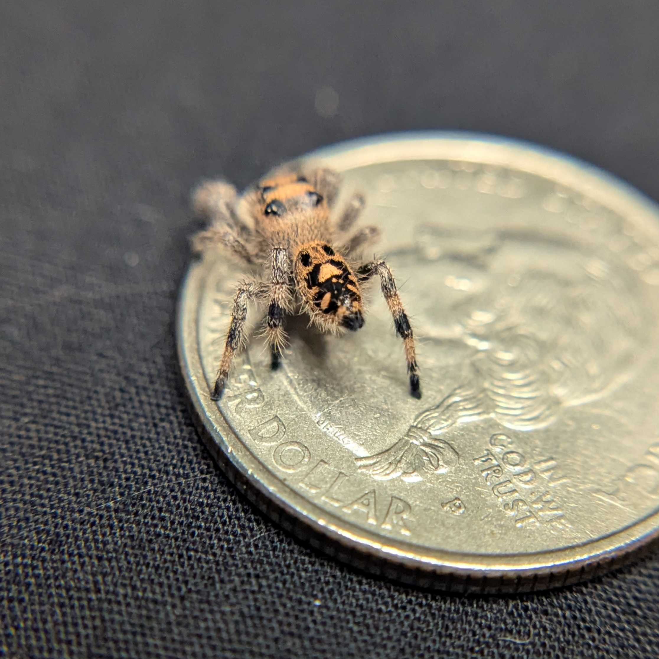 Regal Jumping Spider "Peanut"