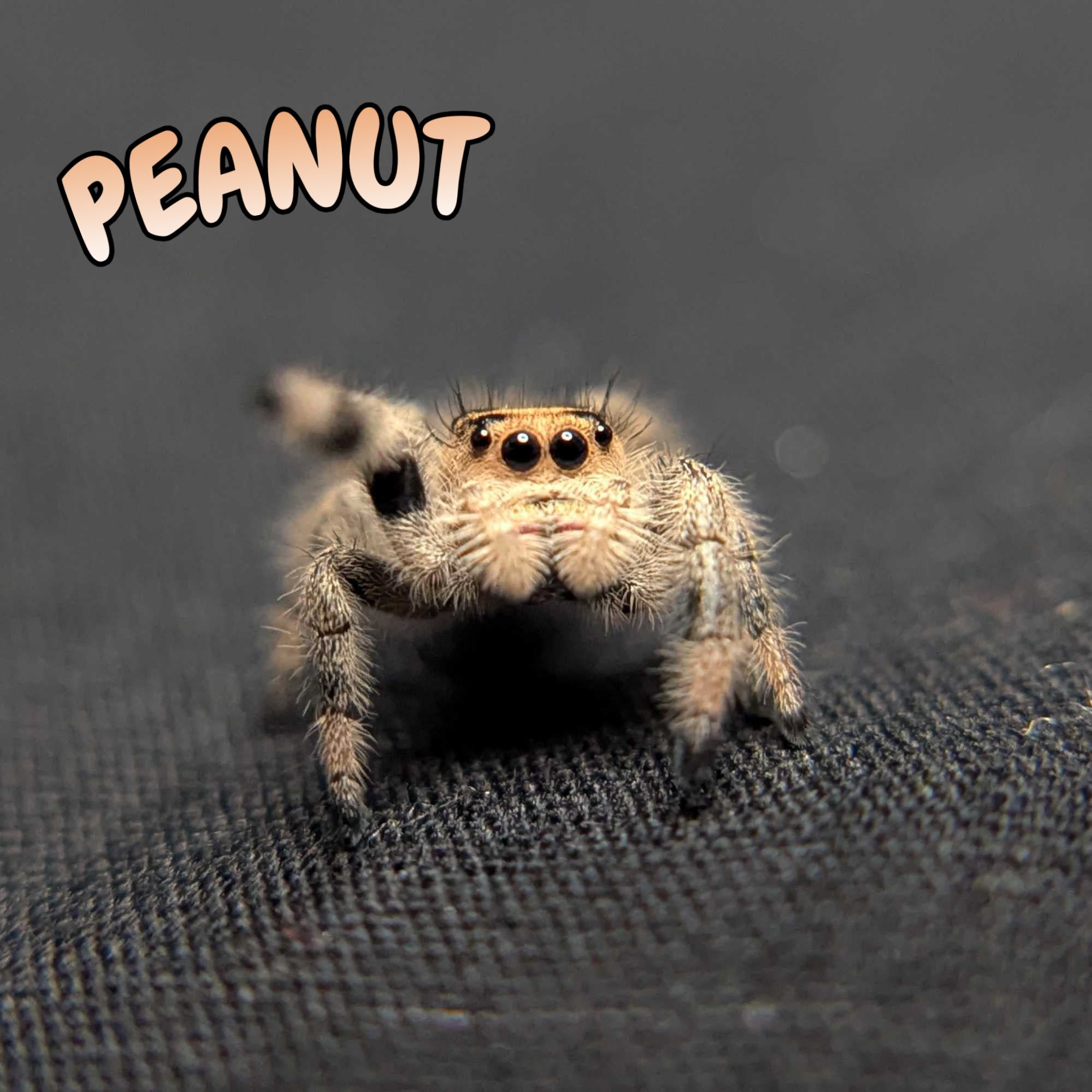 Regal Jumping Spider "Peanut"