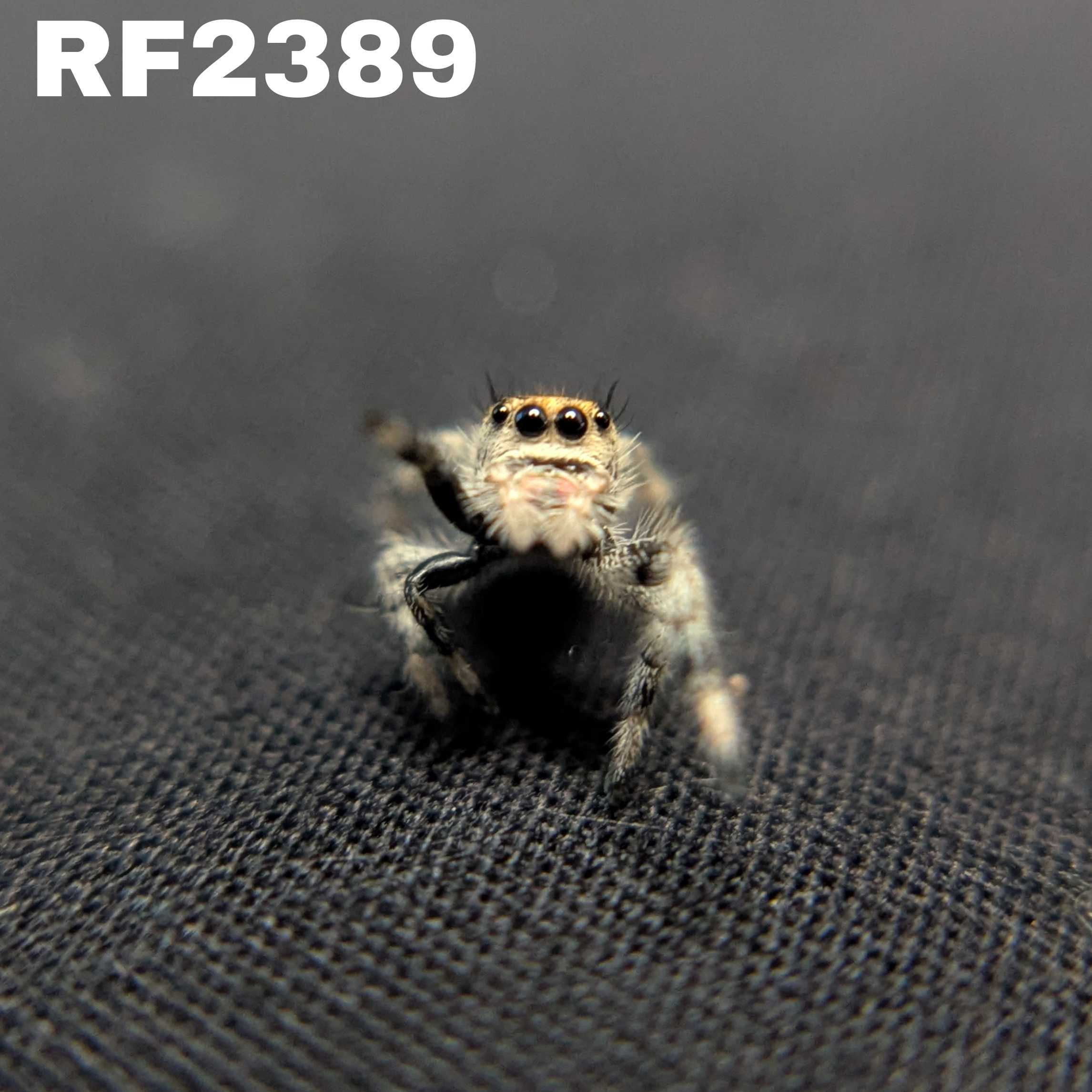 Regal Jumping Spider "Tropical"