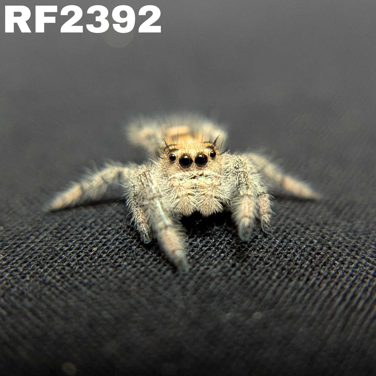 Regal Jumping Spider "Hazel"