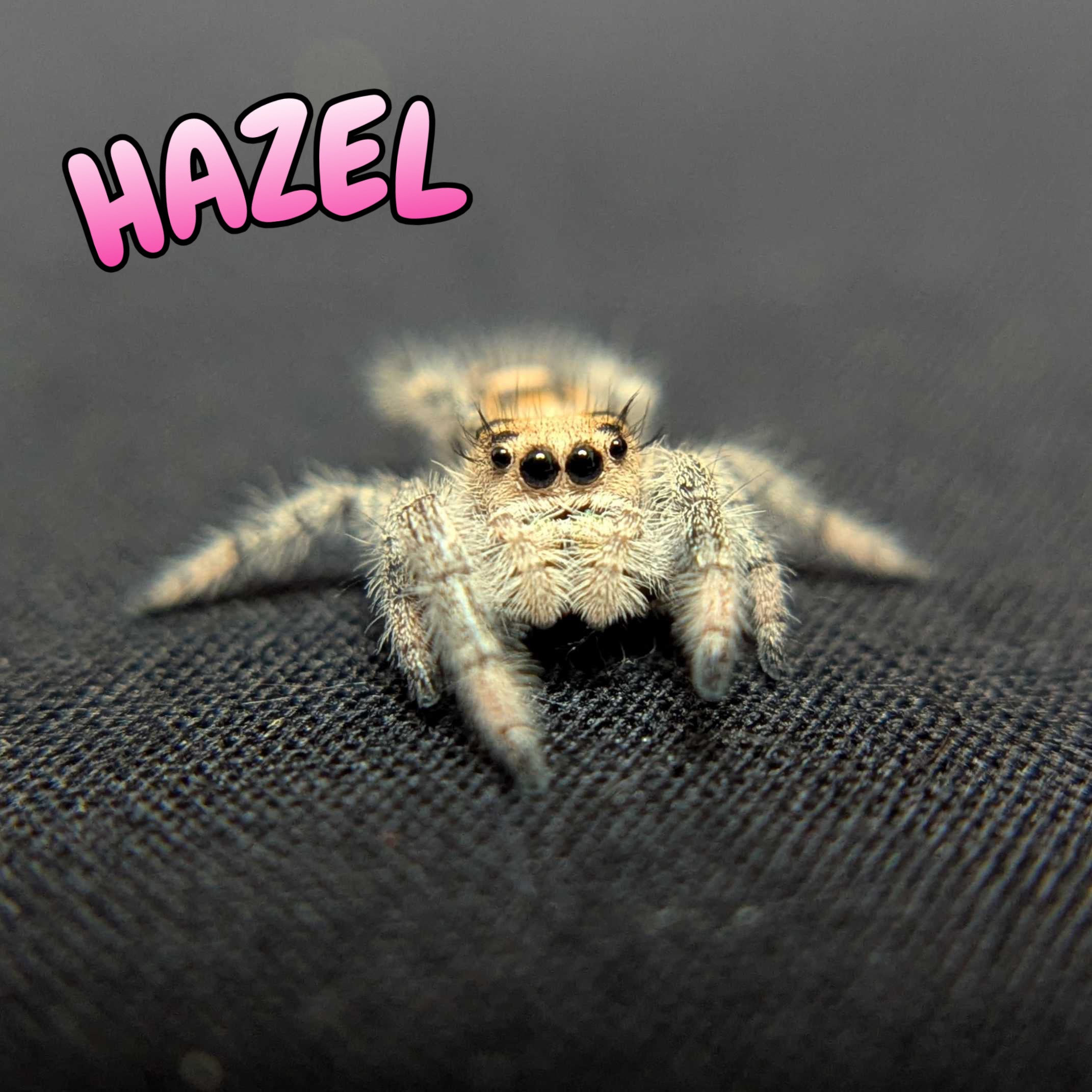 Regal Jumping Spider "Hazel"
