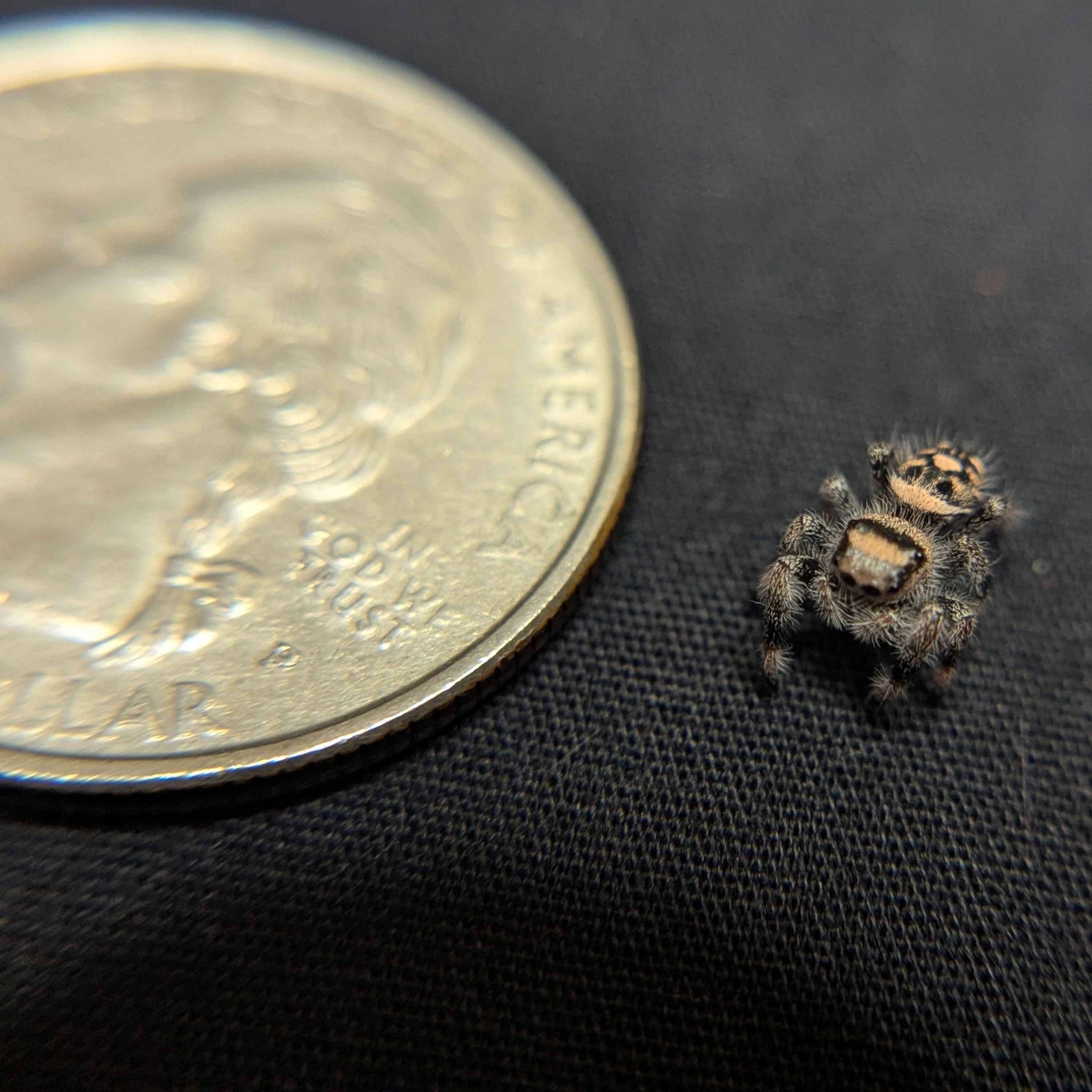 Regal Jumping Spider "Pea"