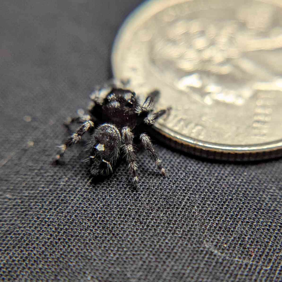 Regal Jumping Spider "Gemstone"