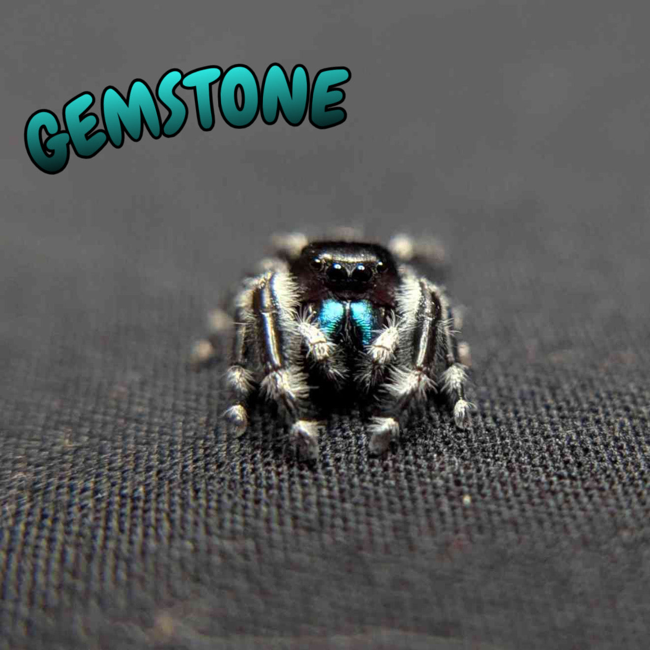 Regal Jumping Spider "Gemstone"
