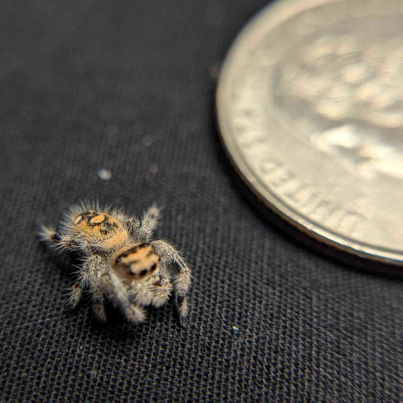 Regal Jumping Spider “Apple Crisp”
