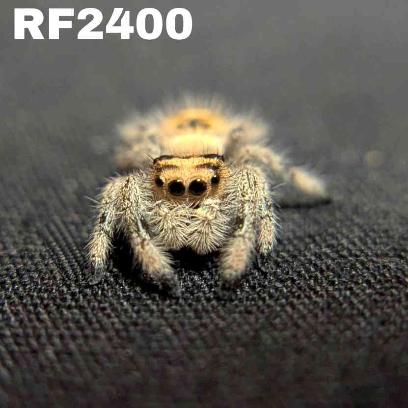Regal Jumping Spider “Apple Crisp”