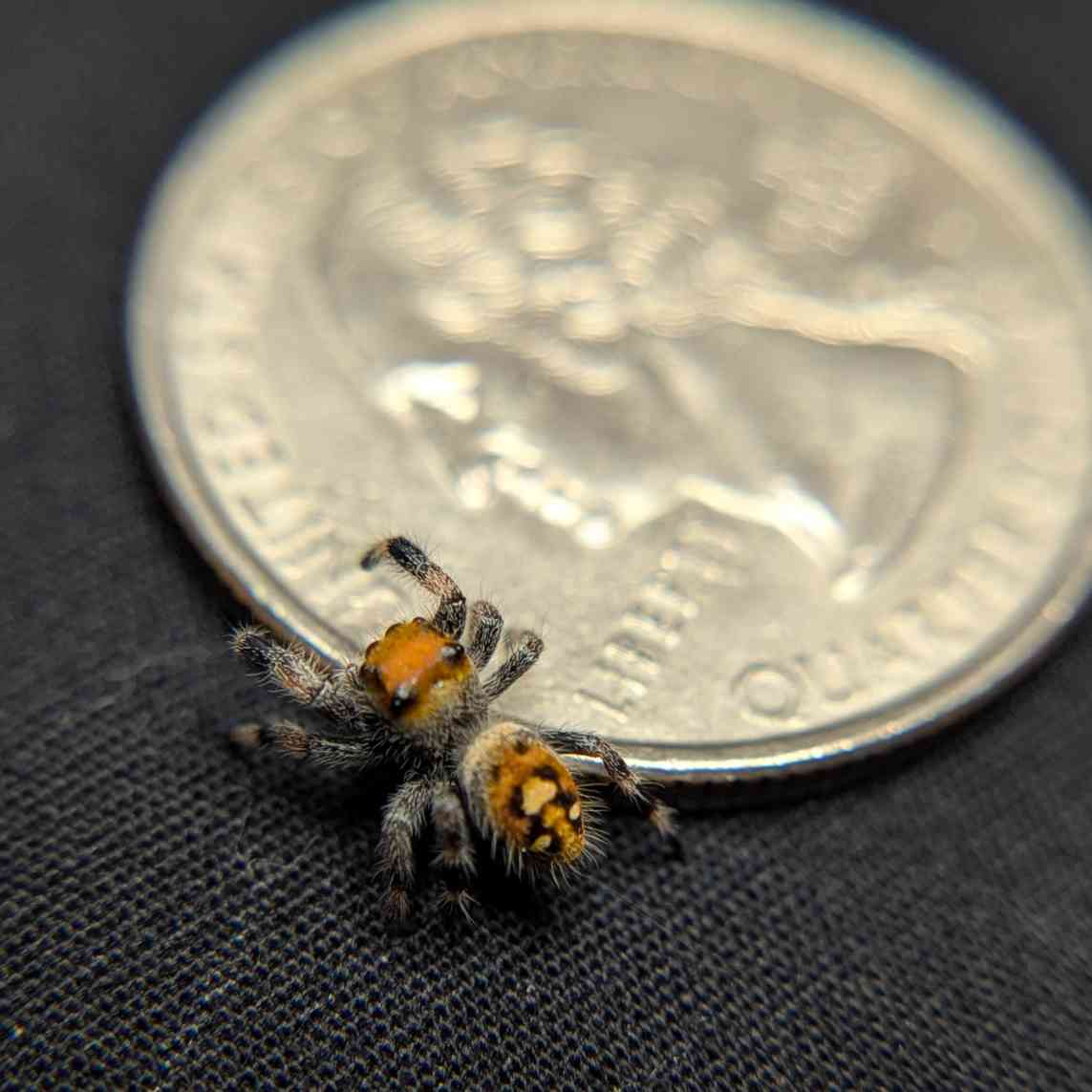 Regal Jumping Spider "Bengal"