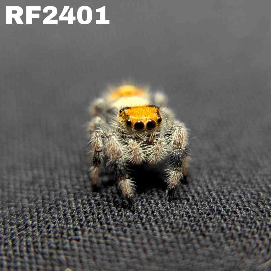 Regal Jumping Spider "Bengal"