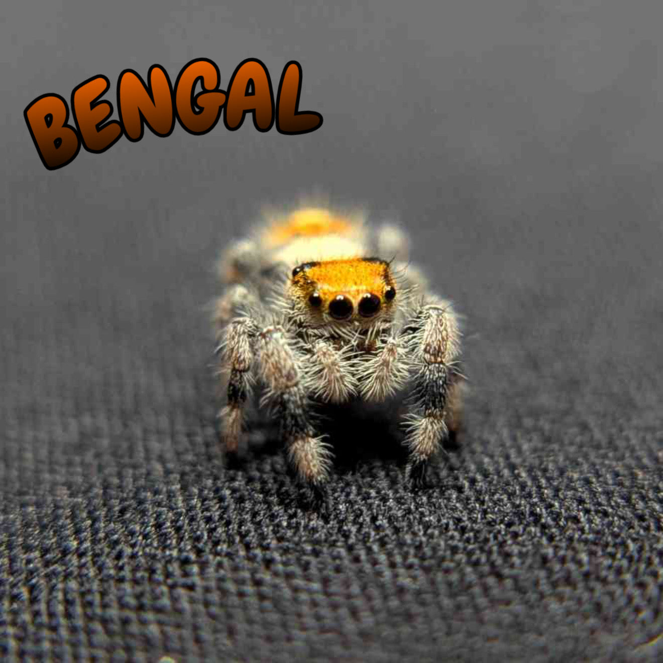 Regal Jumping Spider "Bengal"
