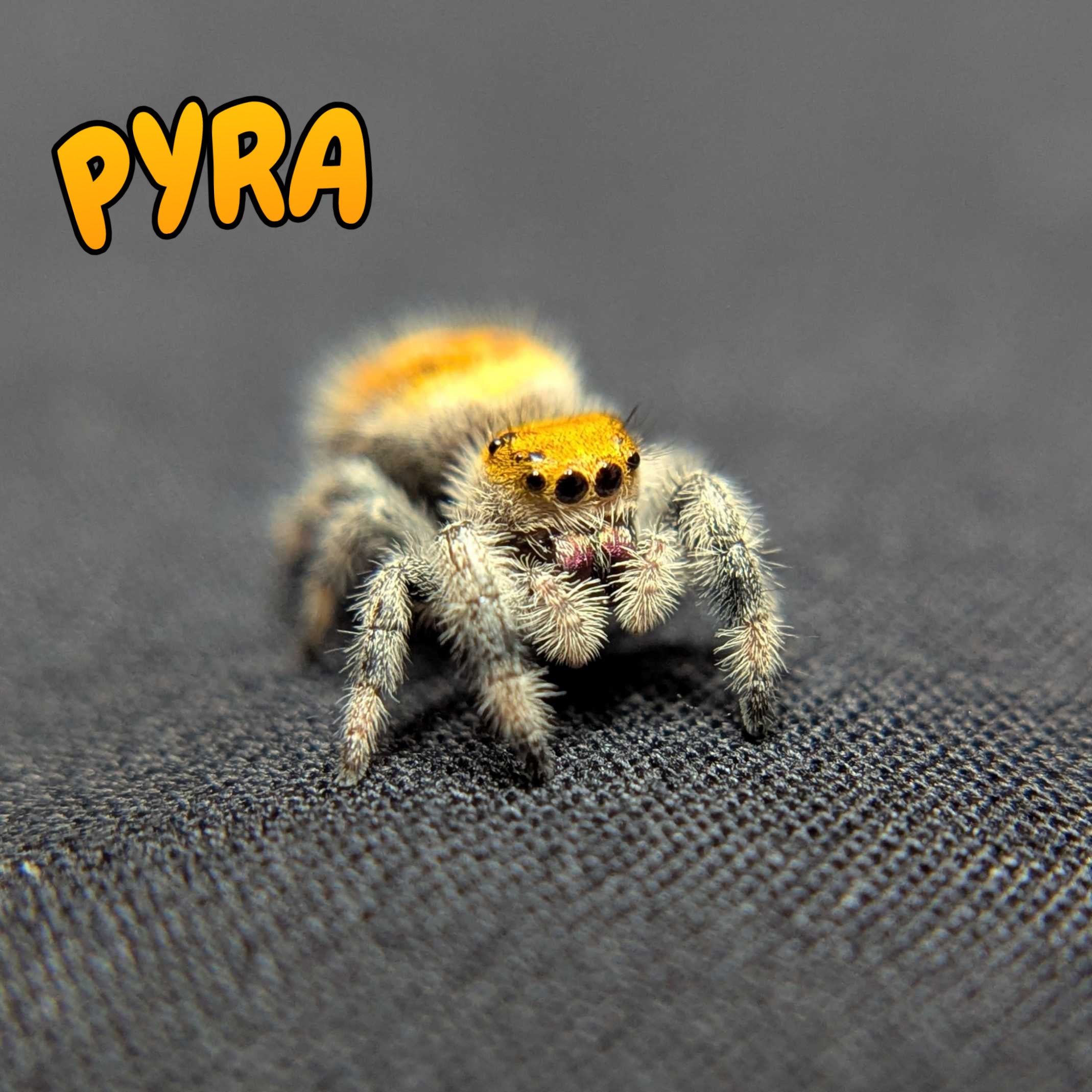 Regal Jumping Spider “Pyra”