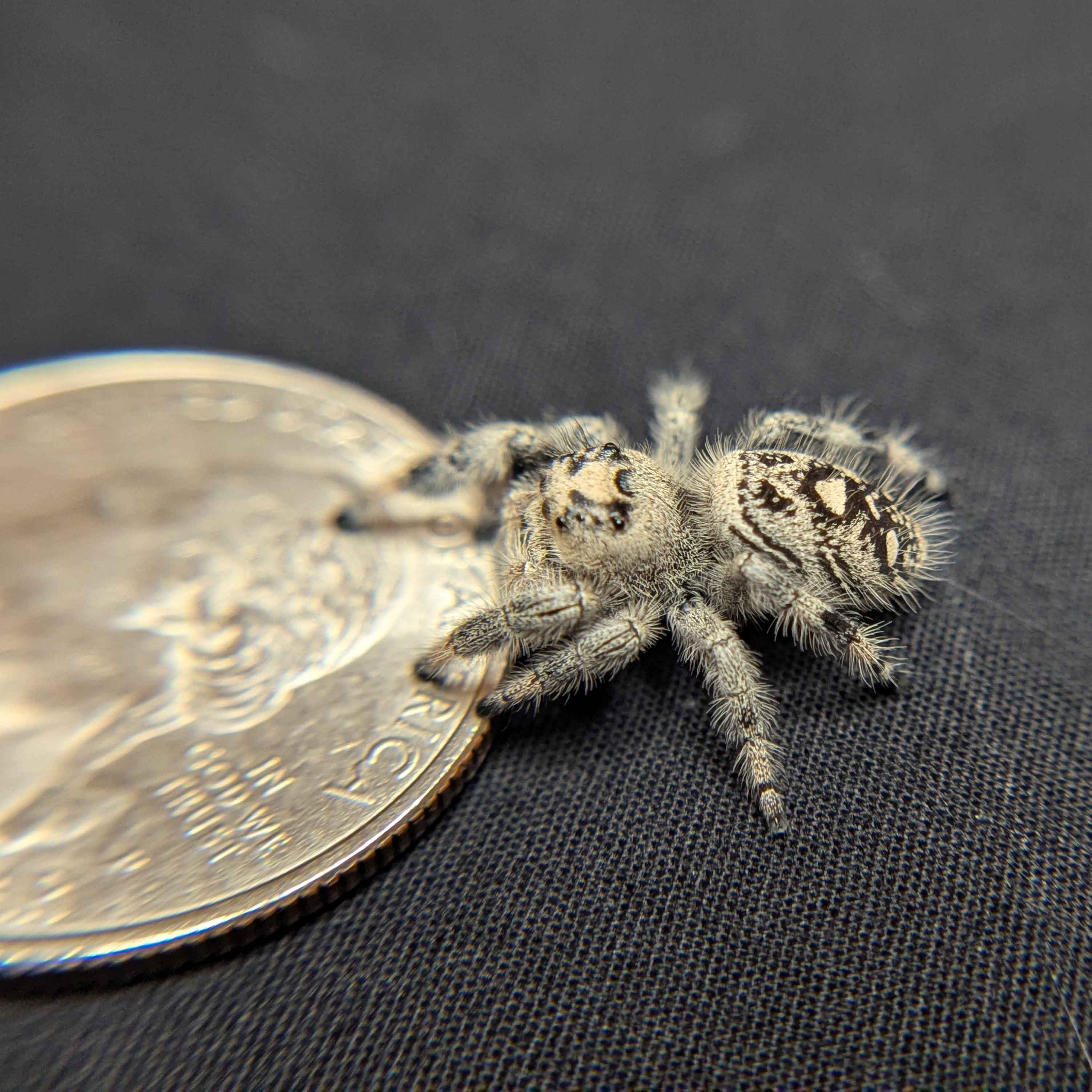 Regal Jumping Spider "Jessica"