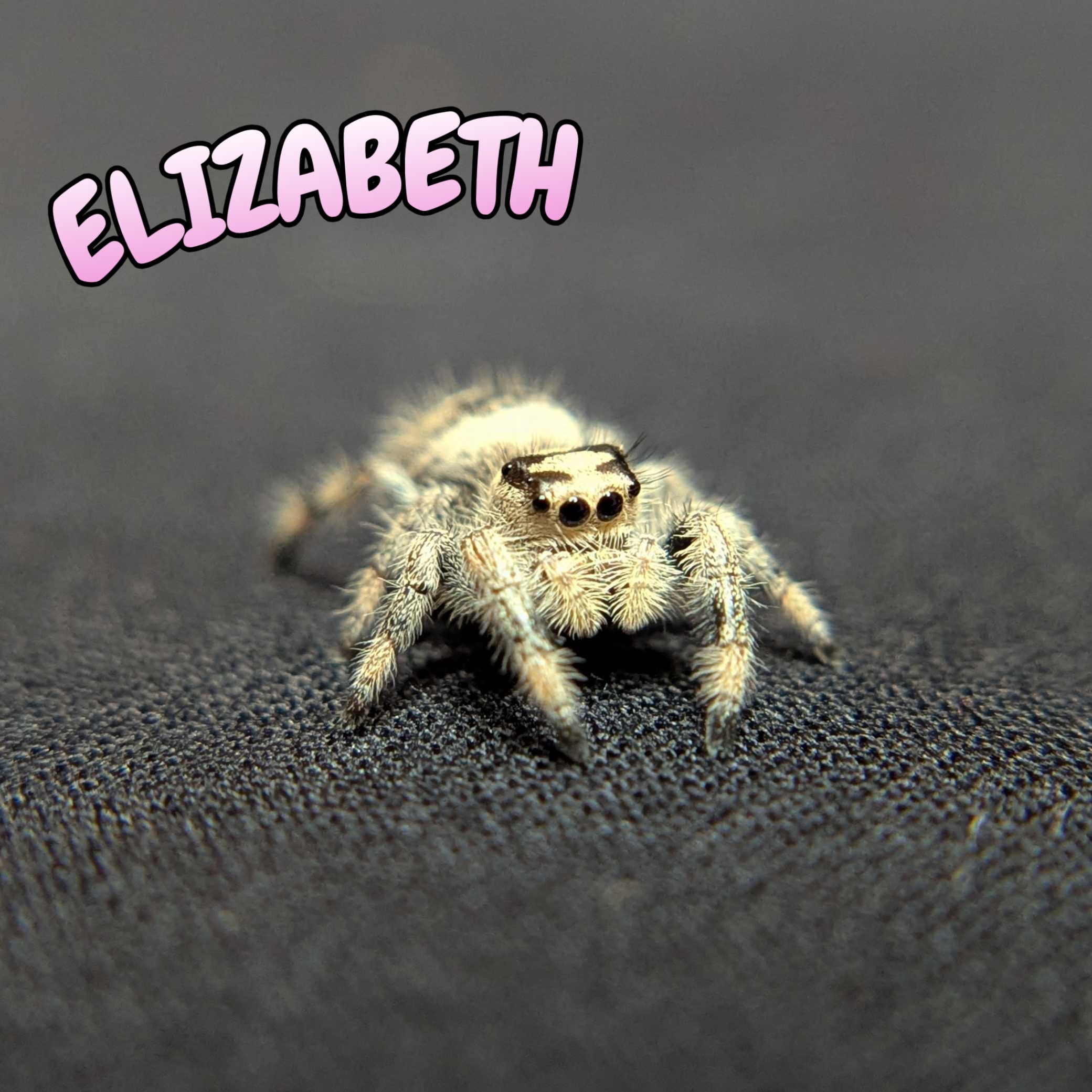 Regal Jumping Spider "Elizabeth"