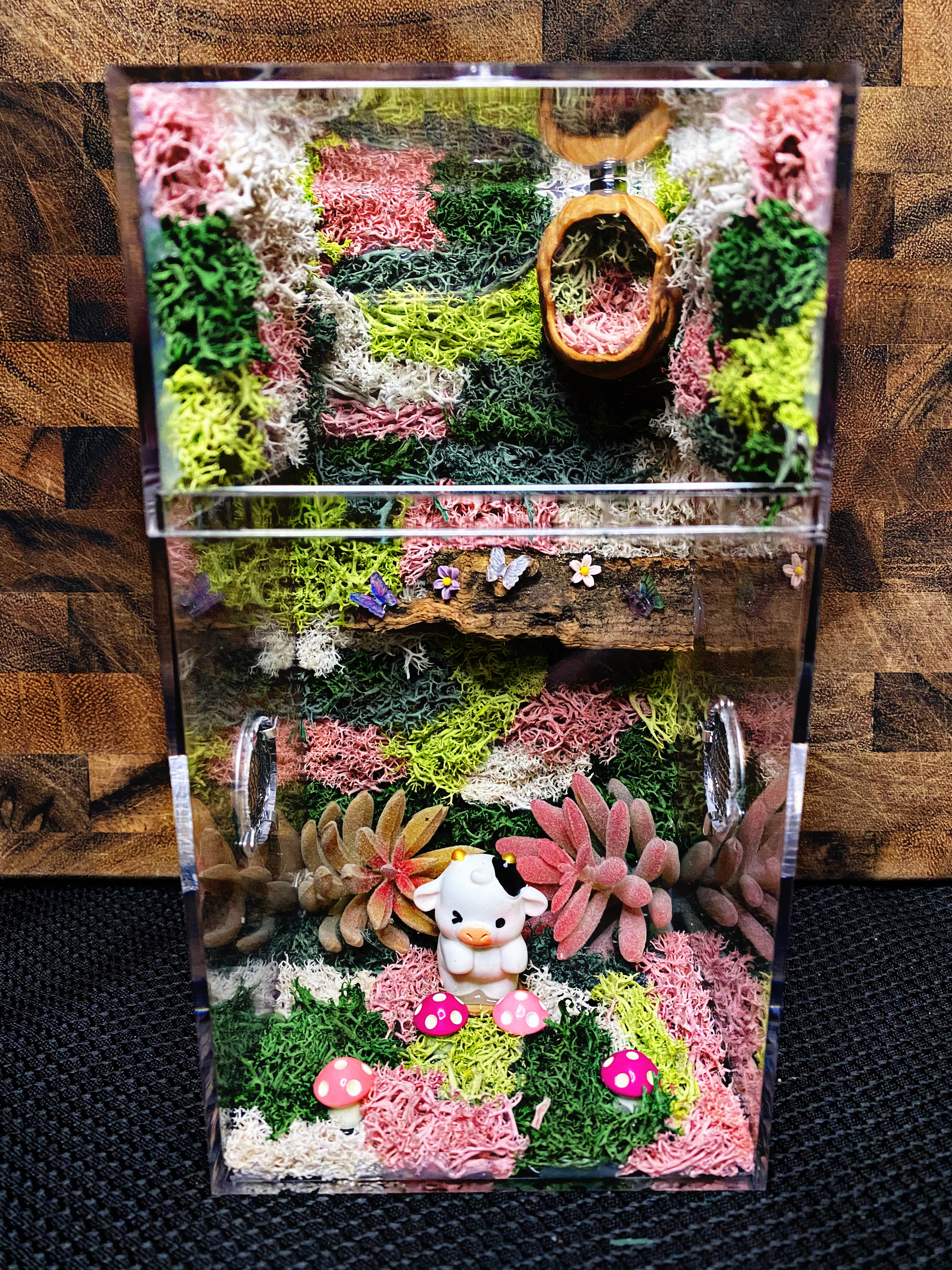 Custom Jumping Spider Enclosure