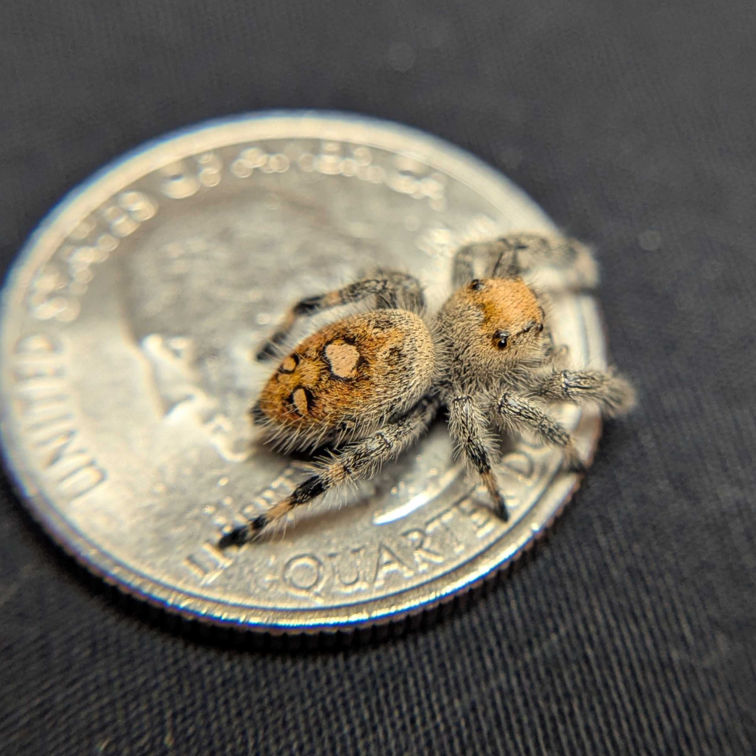Regal Jumping Spider "Salsa"