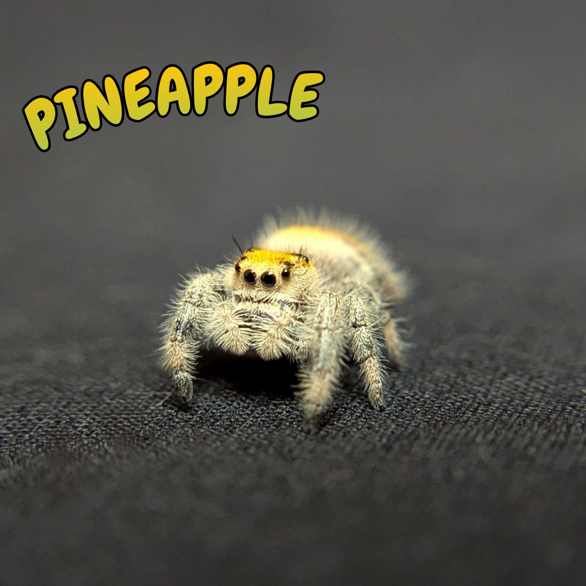 Regal Jumping Spider "Pineapple"