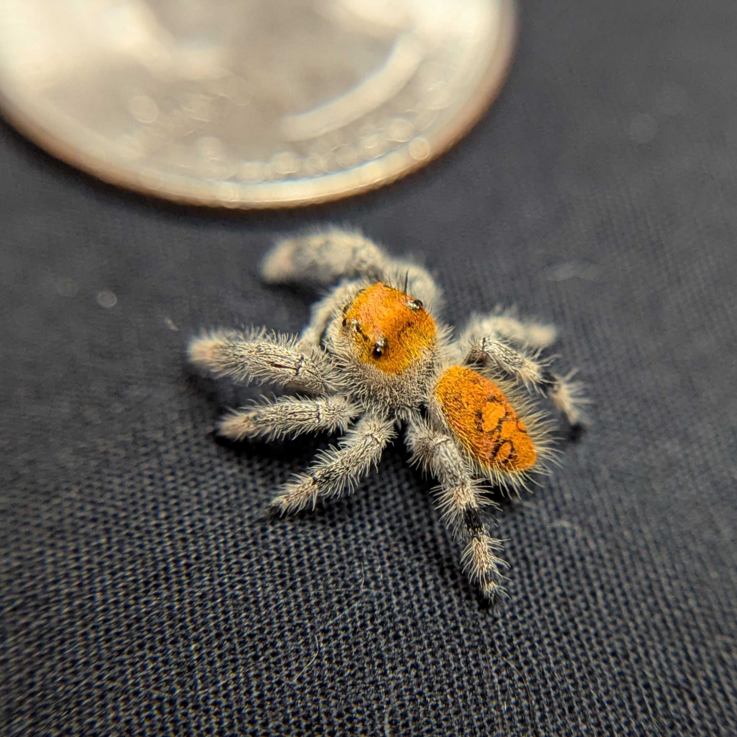 Regal Jumping Spider "Crimson"