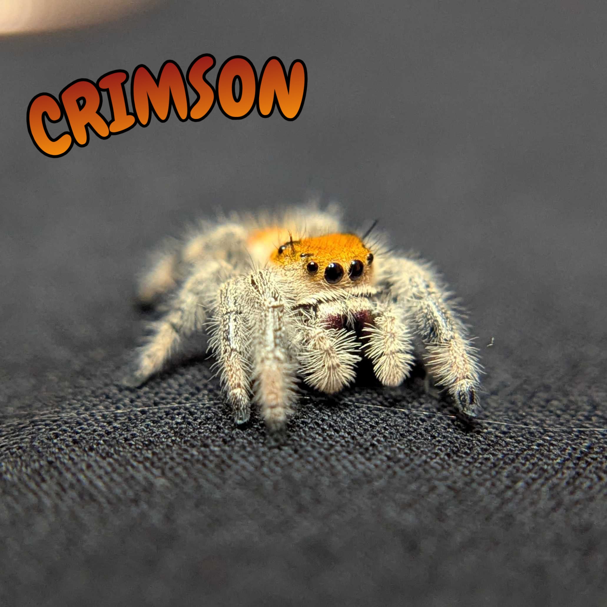Regal Jumping Spider "Crimson"