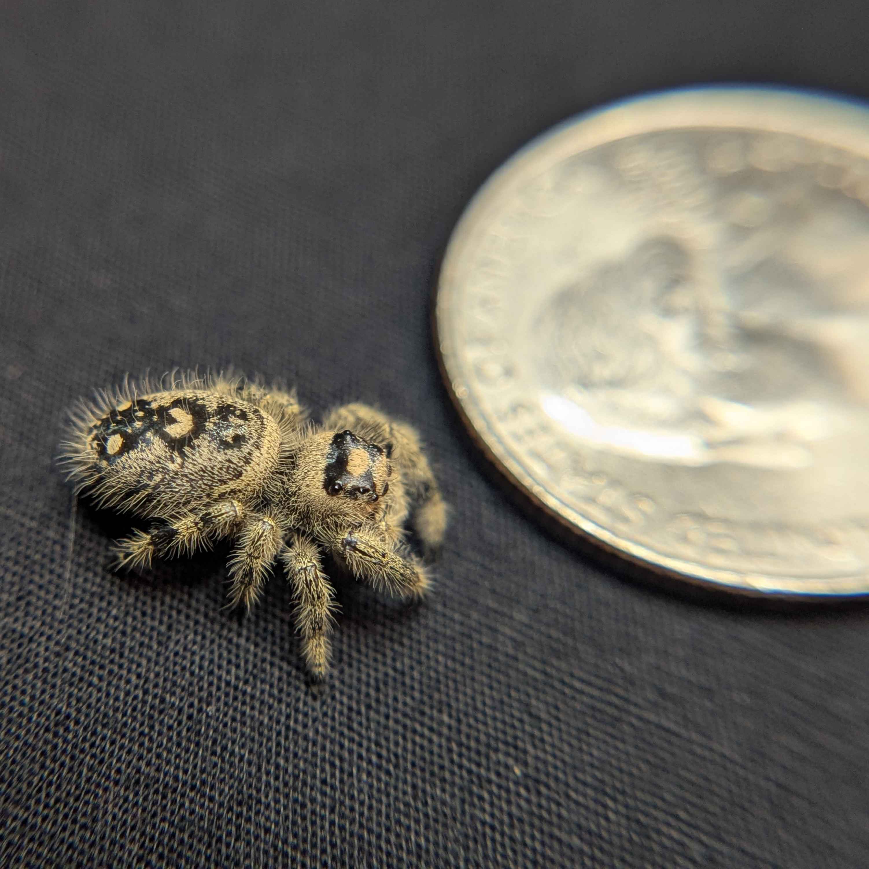 Regal Jumping Spider “Shortcake”