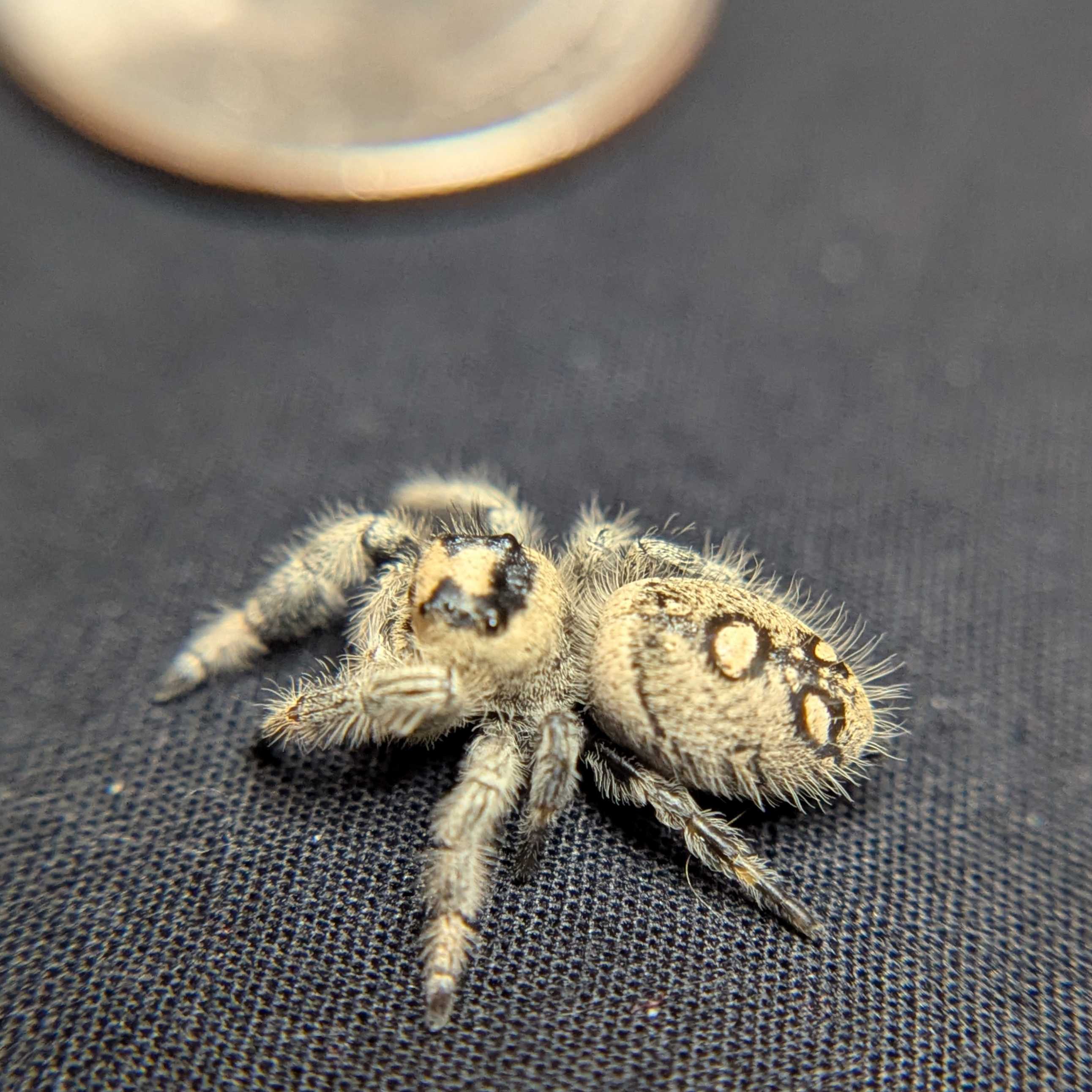 Regal Jumping Spider “Poppy”