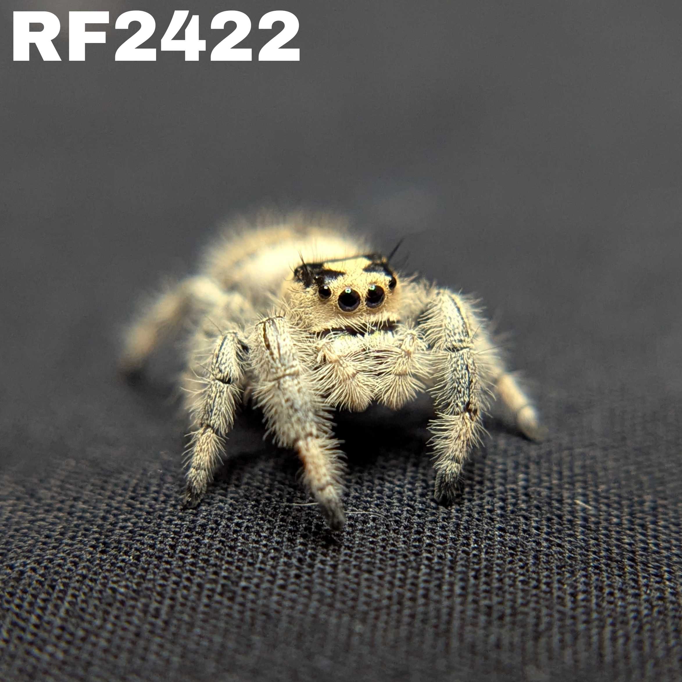 Regal Jumping Spider “Poppy”