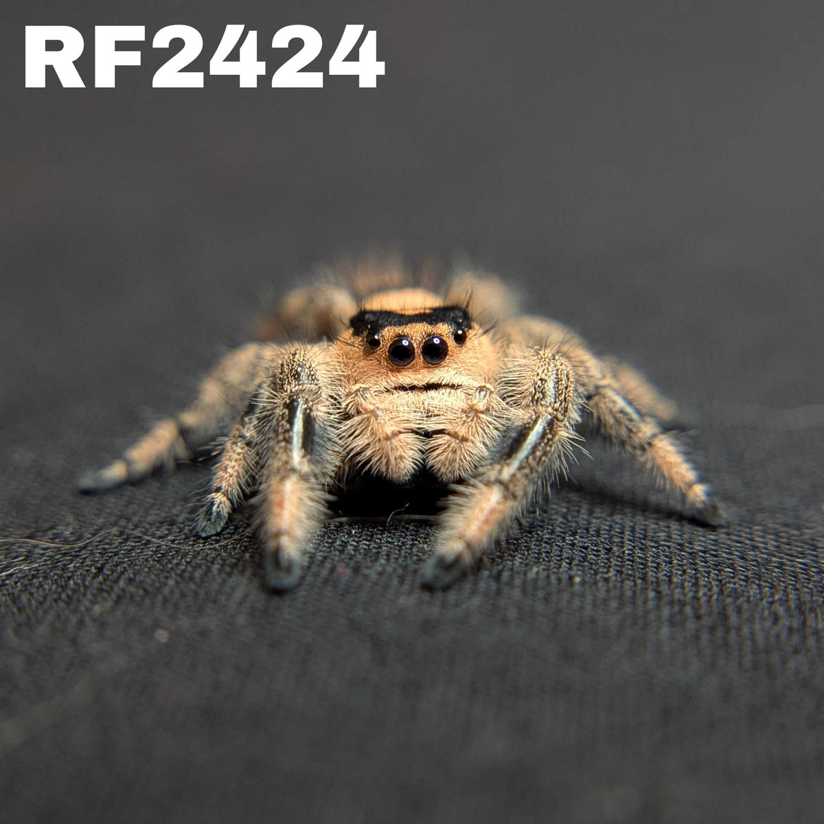 Regal Jumping Spider "Ambrimyst"