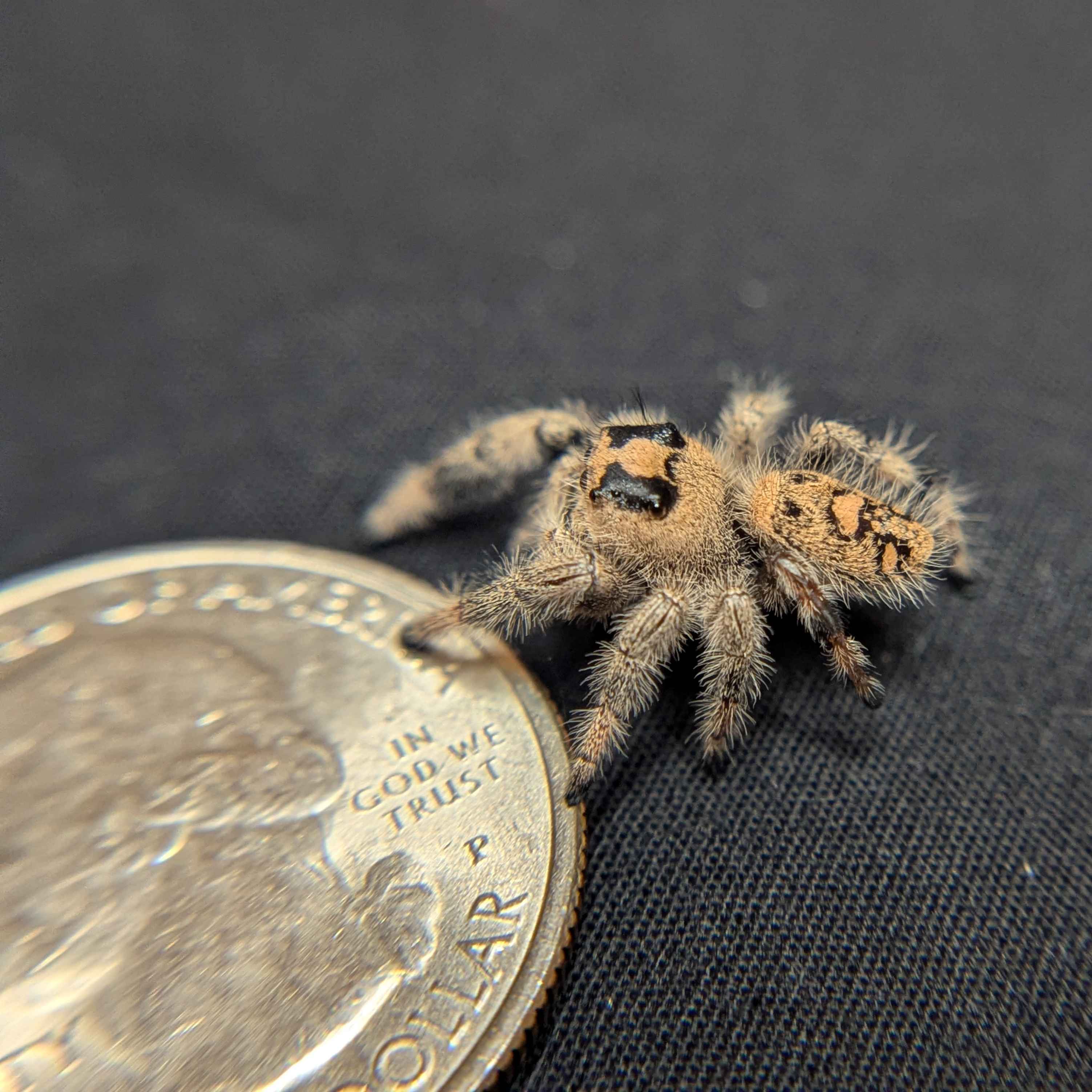 Regal Jumping Spider "Khaki"