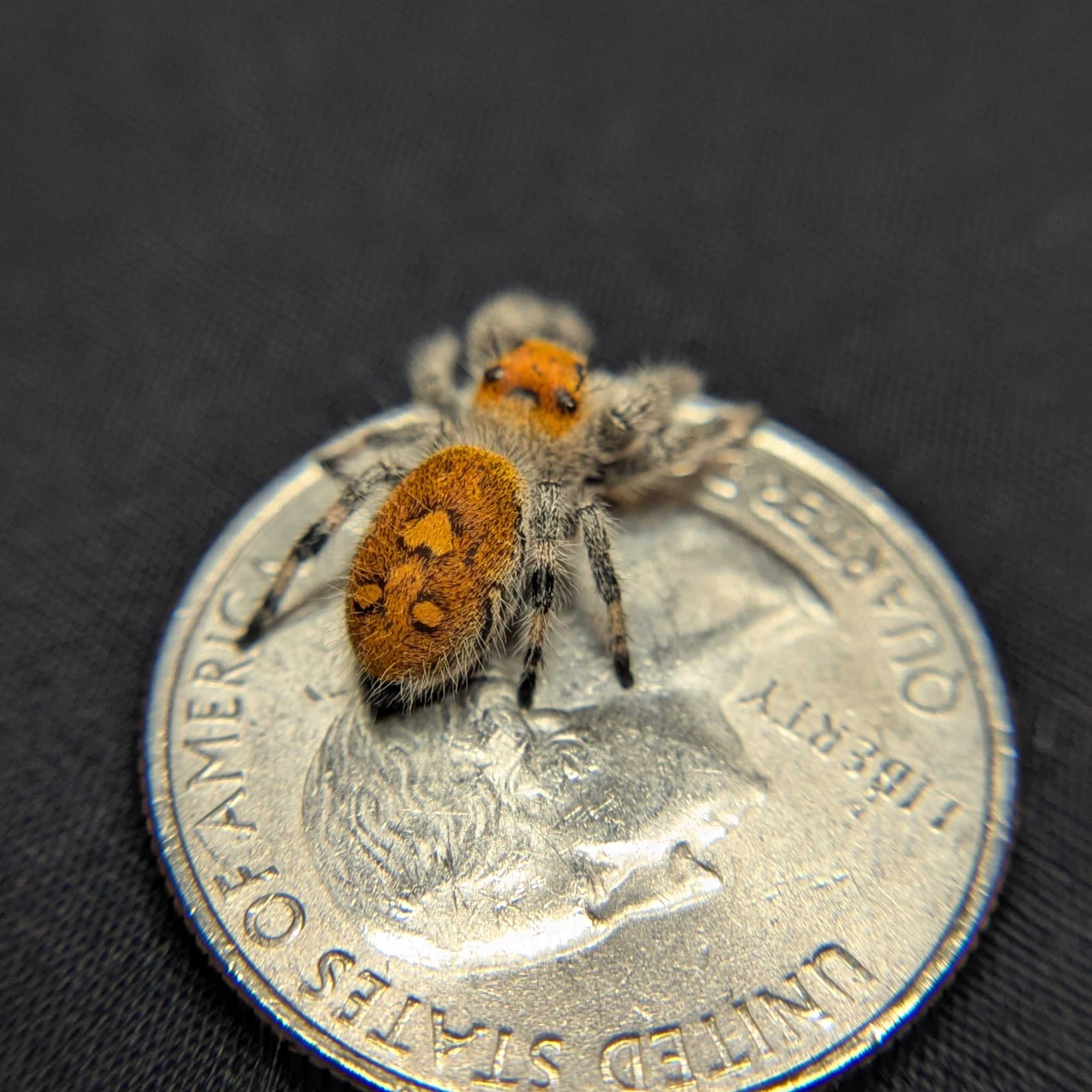 Regal Jumping Spider "Lava"