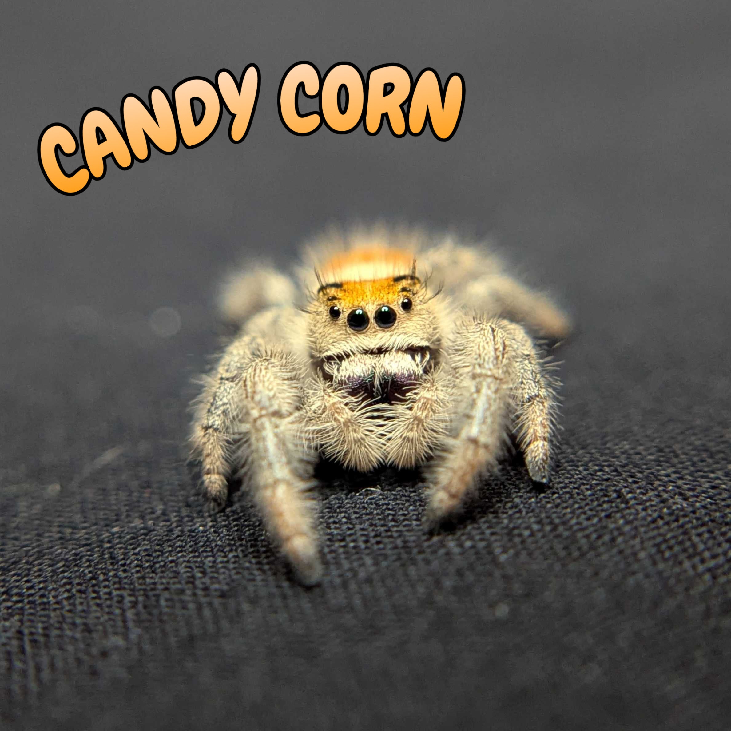 Regal Jumping Spider "Candy Corn"